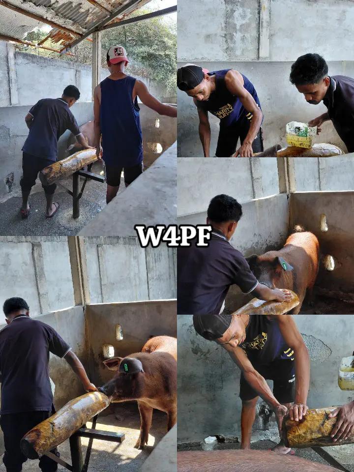 @W4 Pig Farm