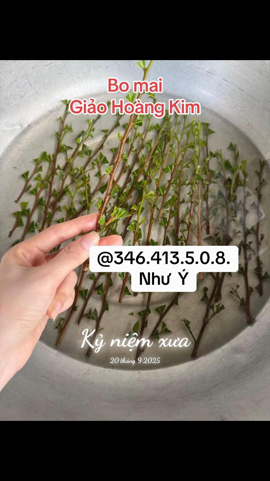 @Như Ý