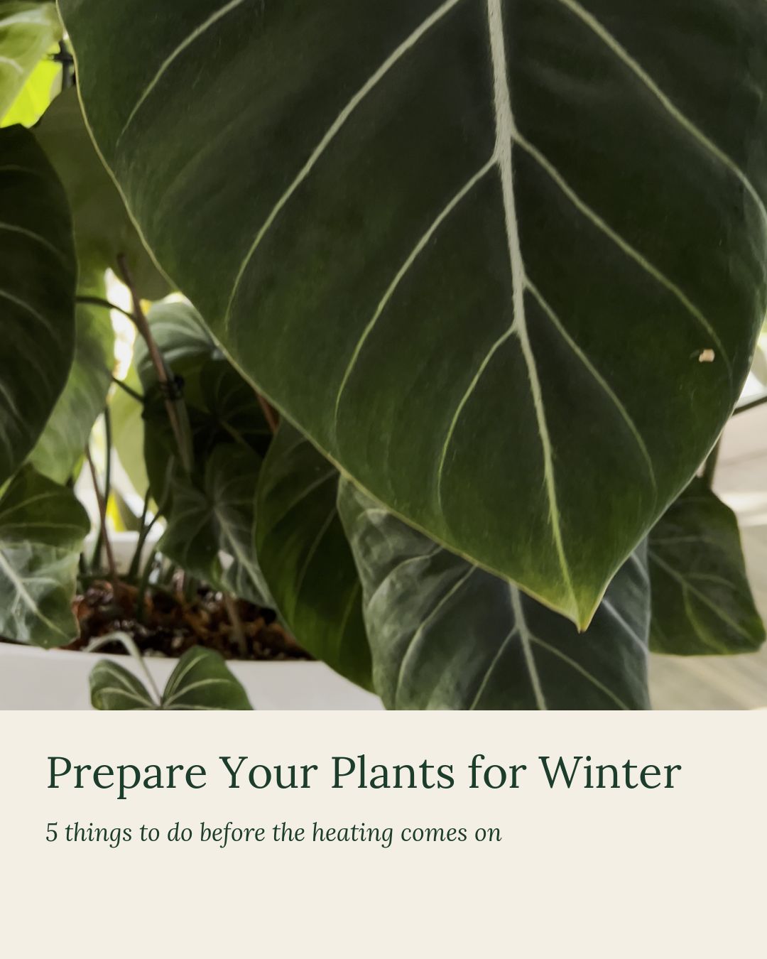 @Plant House & Garden