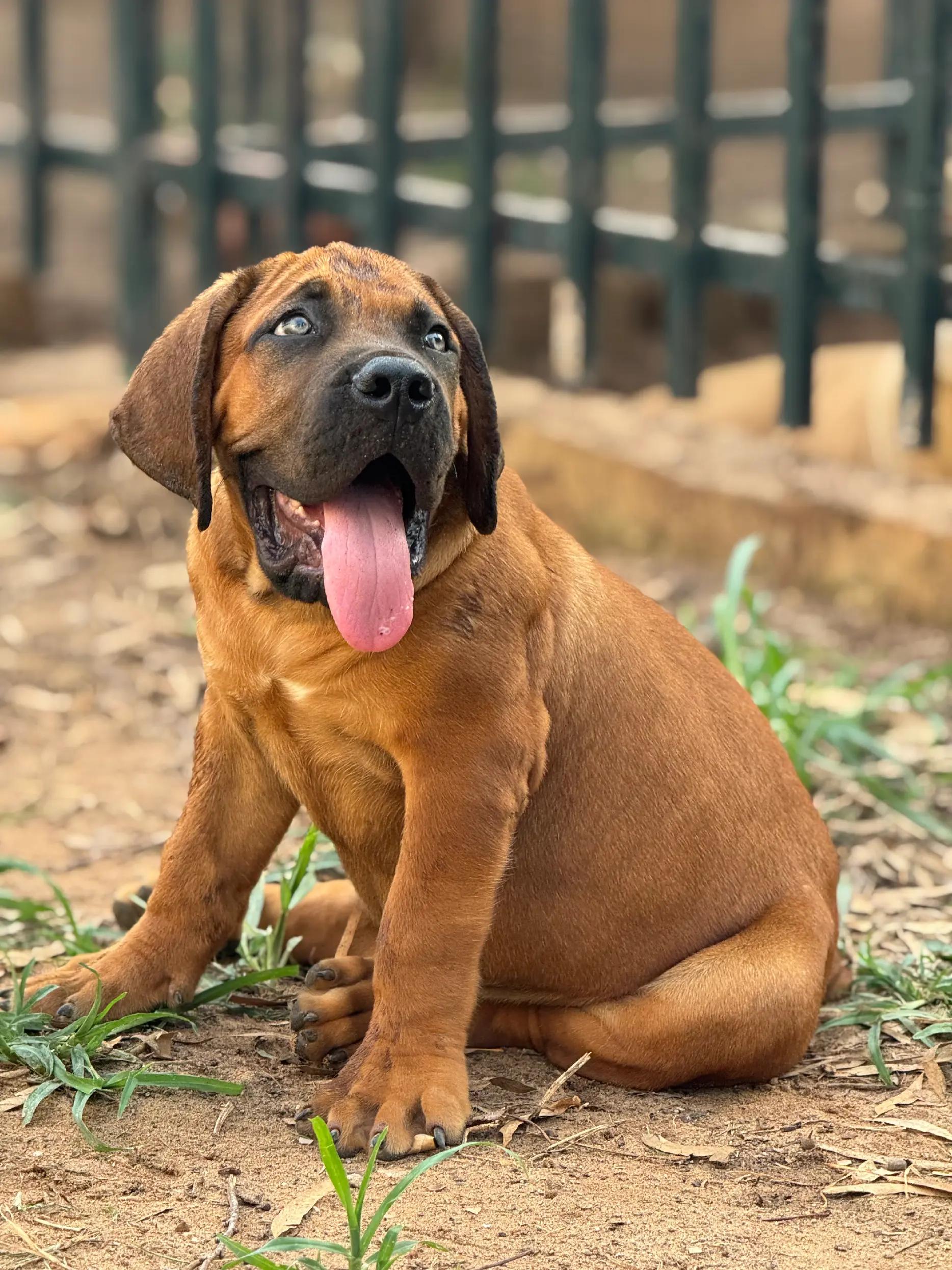 @Irie Boerboels Sn