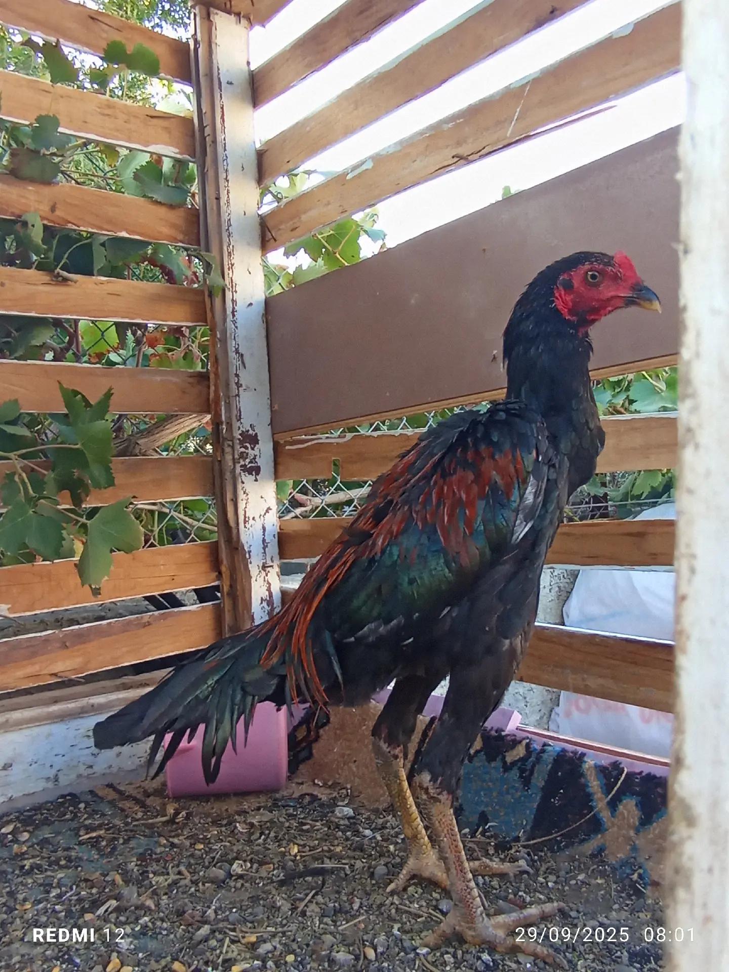 @Gök