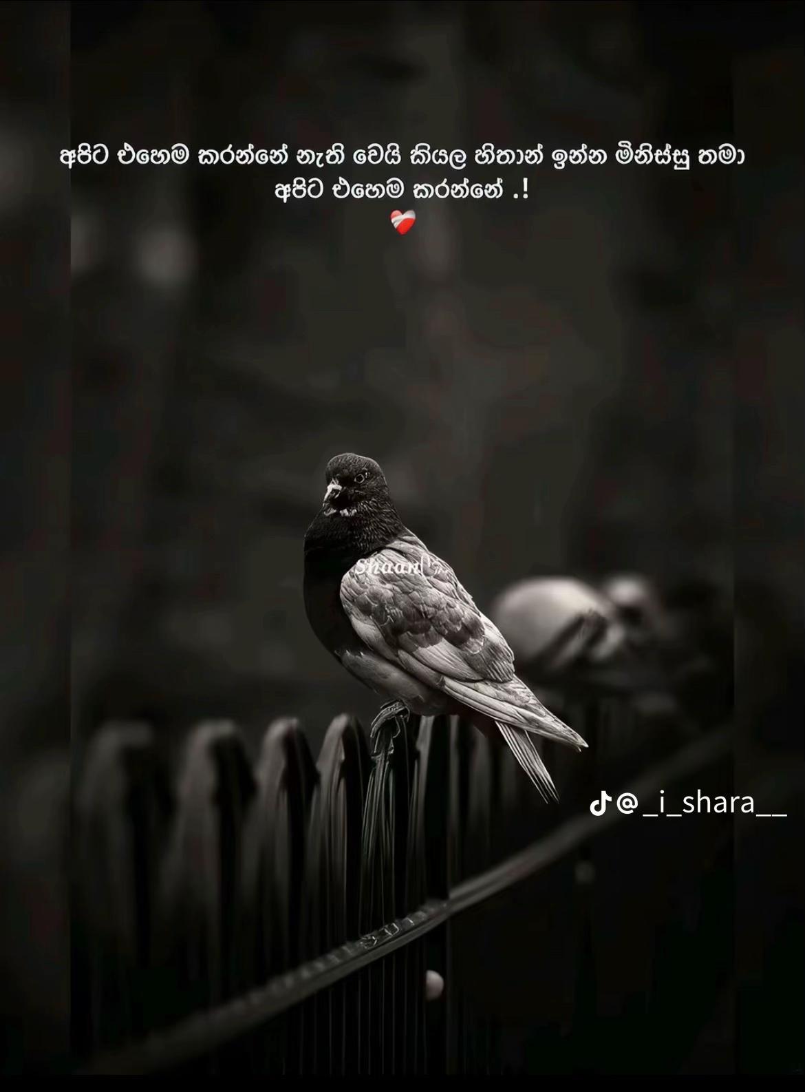 @upeka ranasinghe