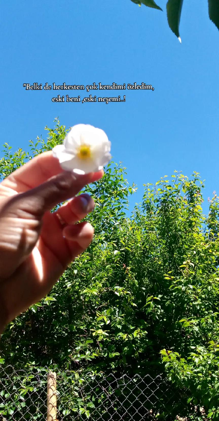 @"🦋