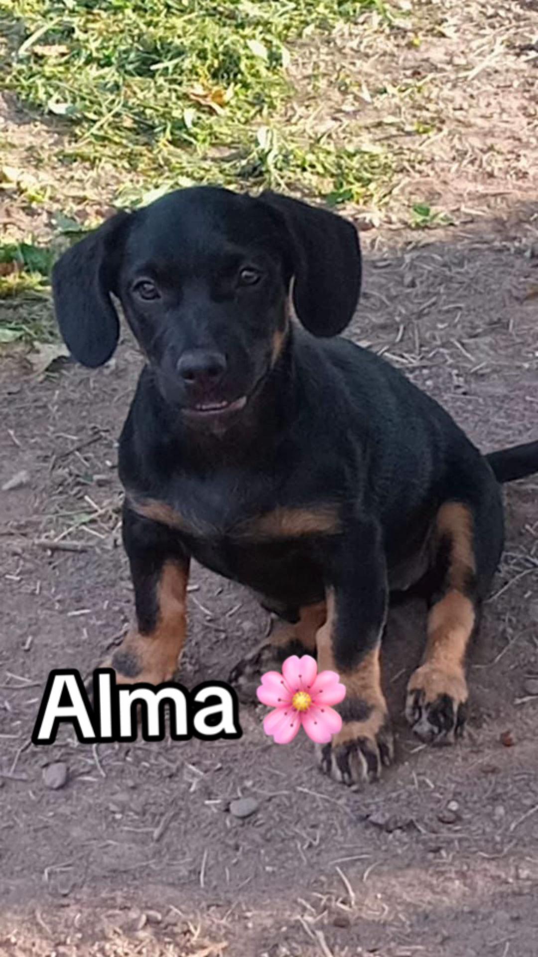 @Ankerhunde e.V.