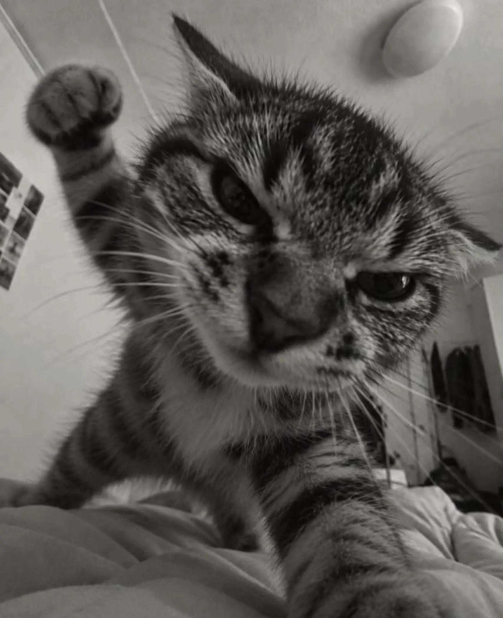 @Anubis_Remy