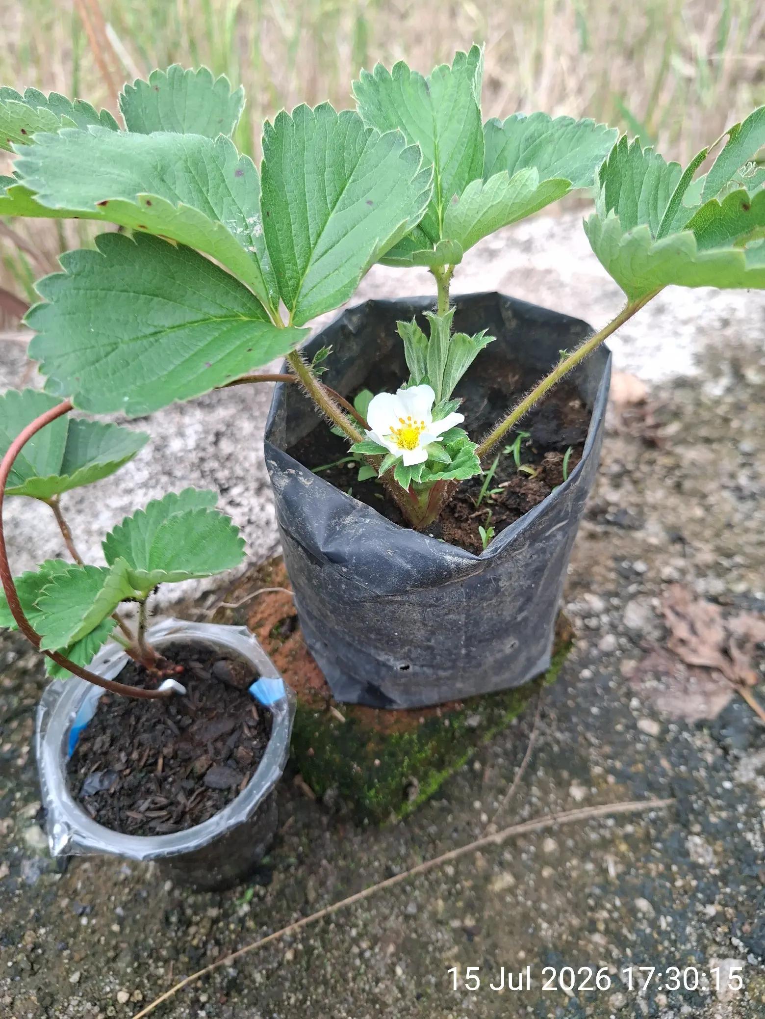 @Chenny.Garden