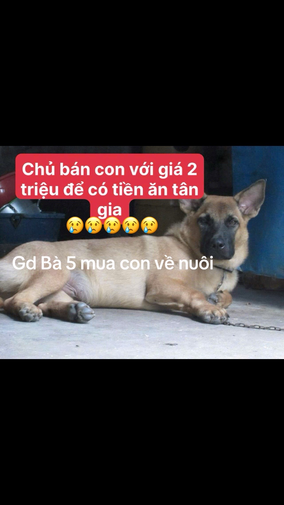 @yeuthuongchomeoba5