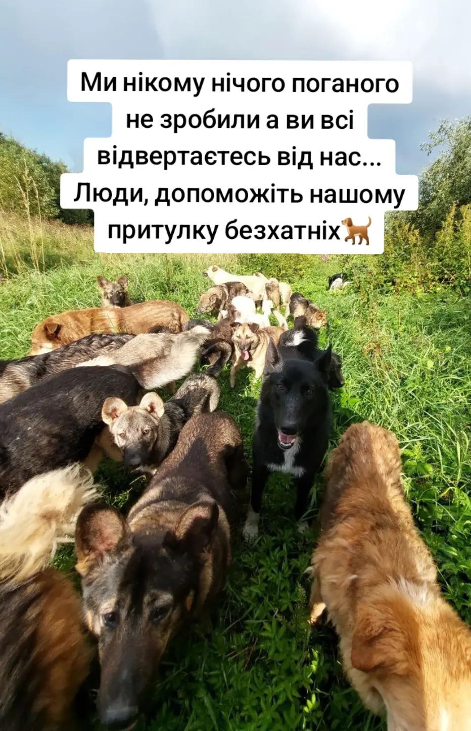 @tvarinkidobra