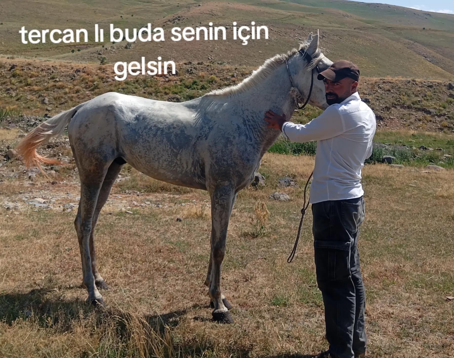 @&ccedil;atlı şaho