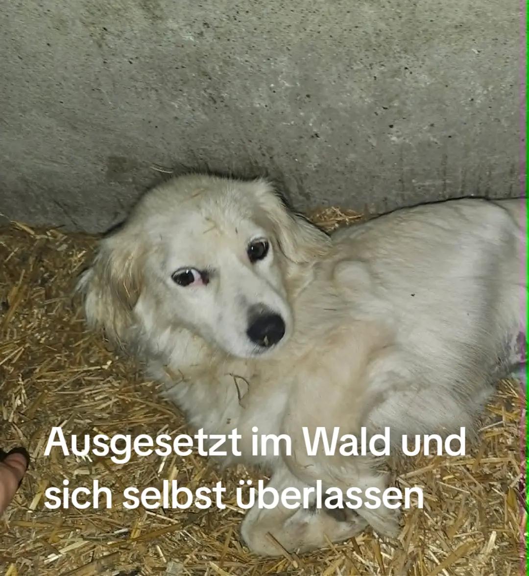 @🐾 PfoteF&uuml;rPfote 🐾