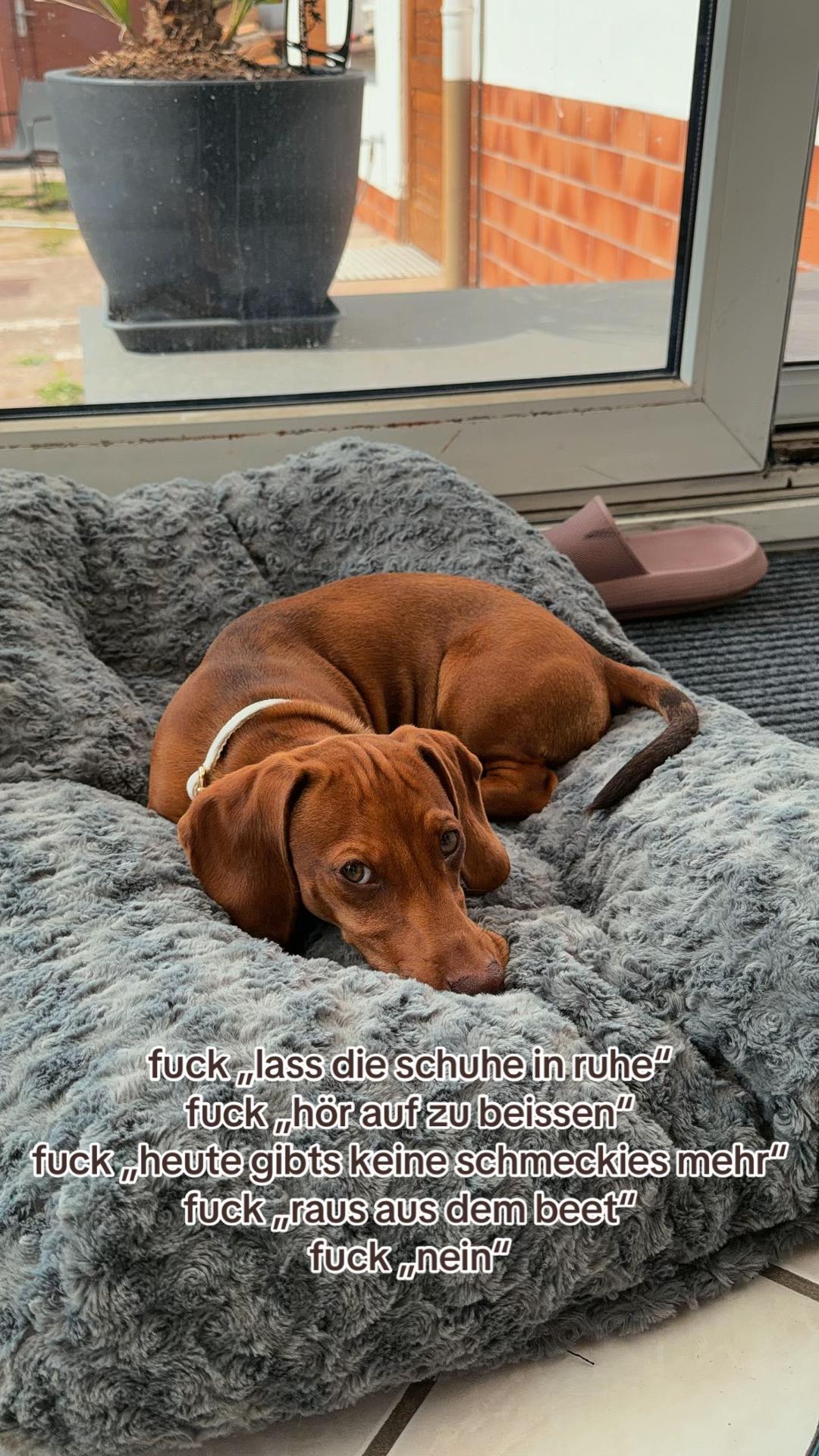 @daily.hermann