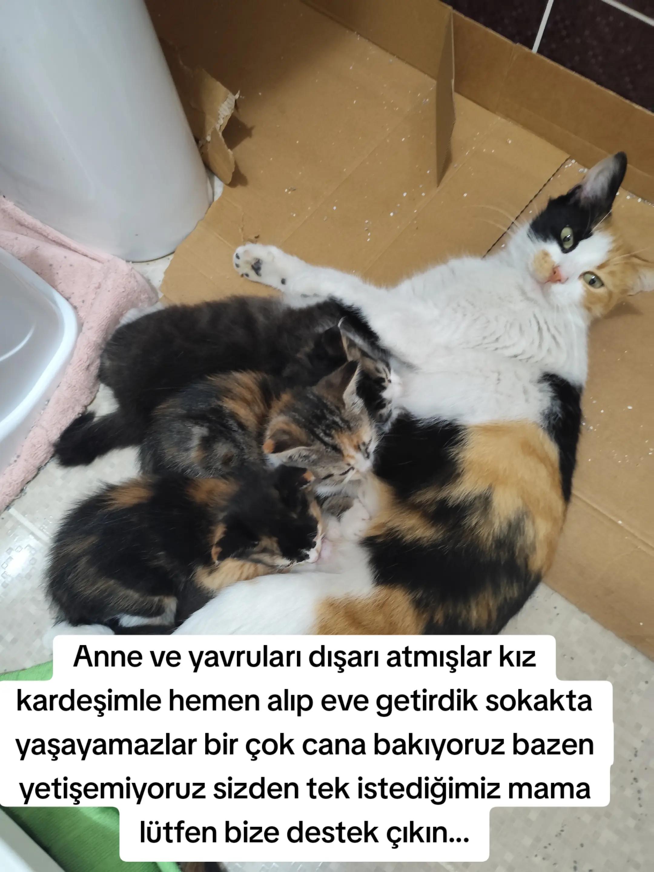 @@kedisizevolmaz