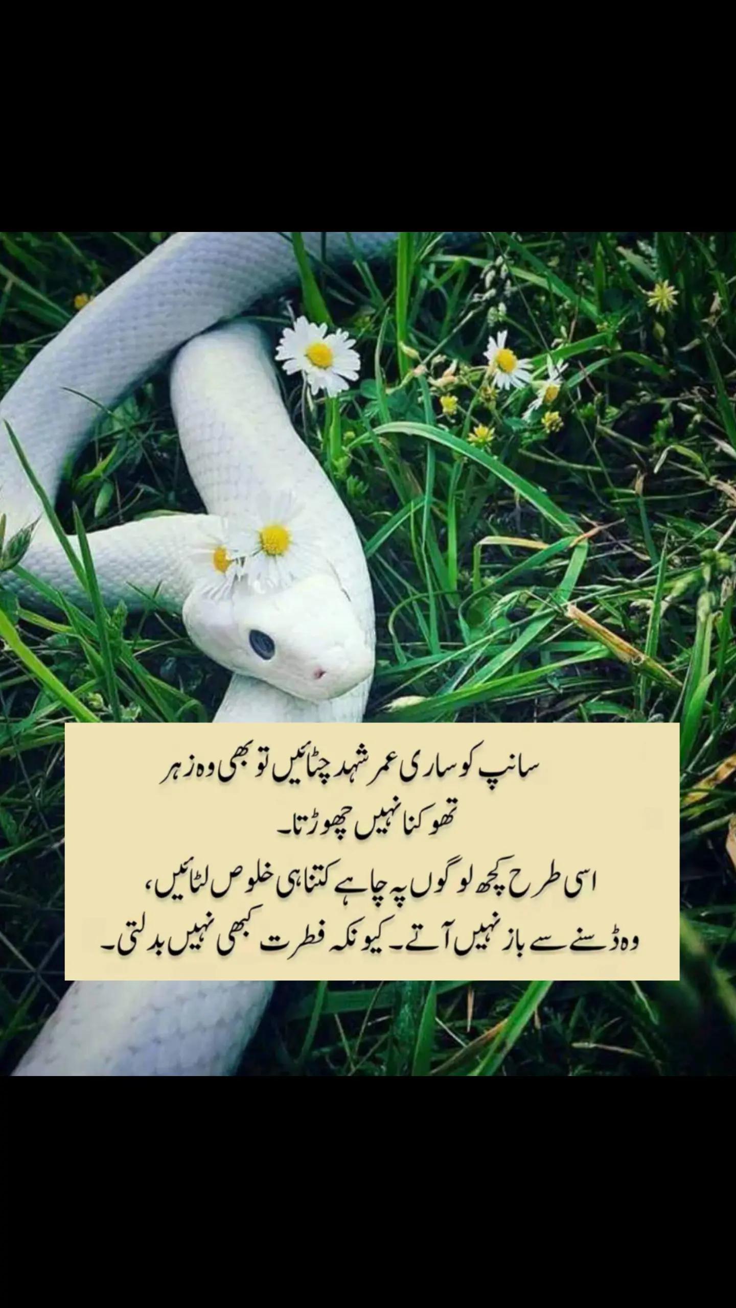 @Fariha Hassaan❤️
