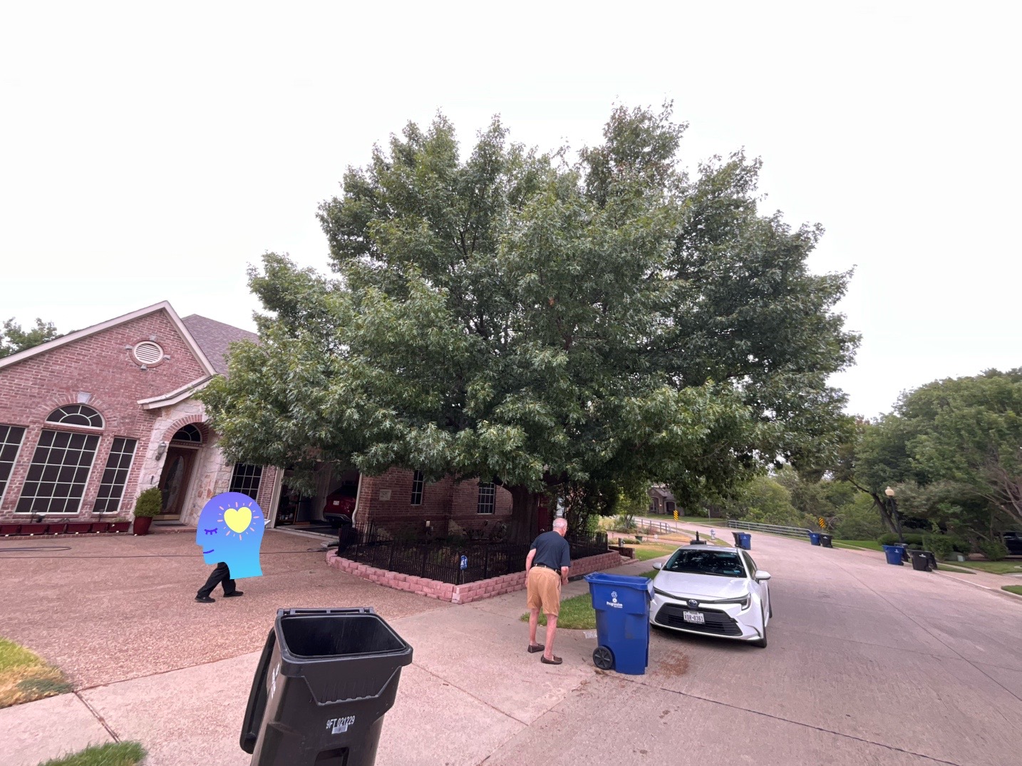 @Live Oak Tree Service