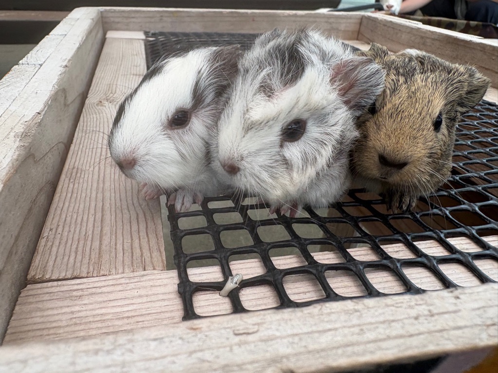 @Ichikawa City Zoo