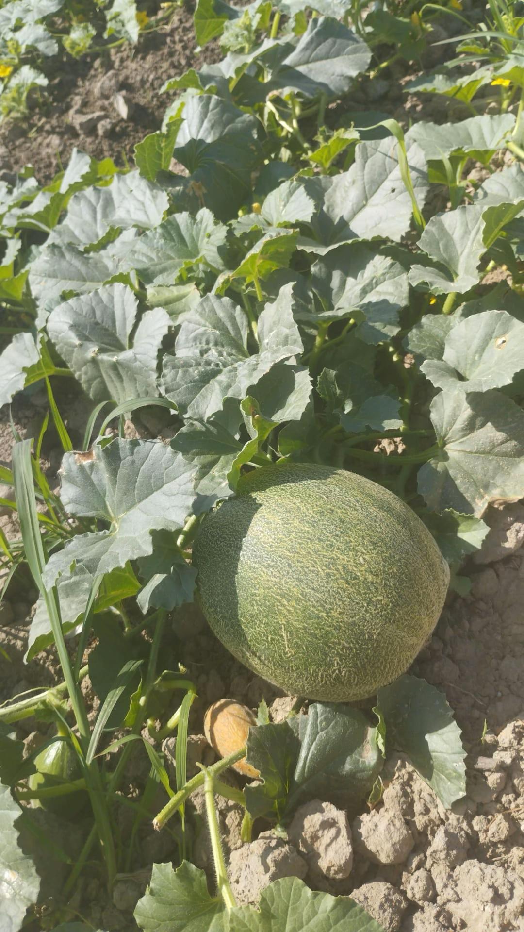 @GEN&Ccedil;_TARIM