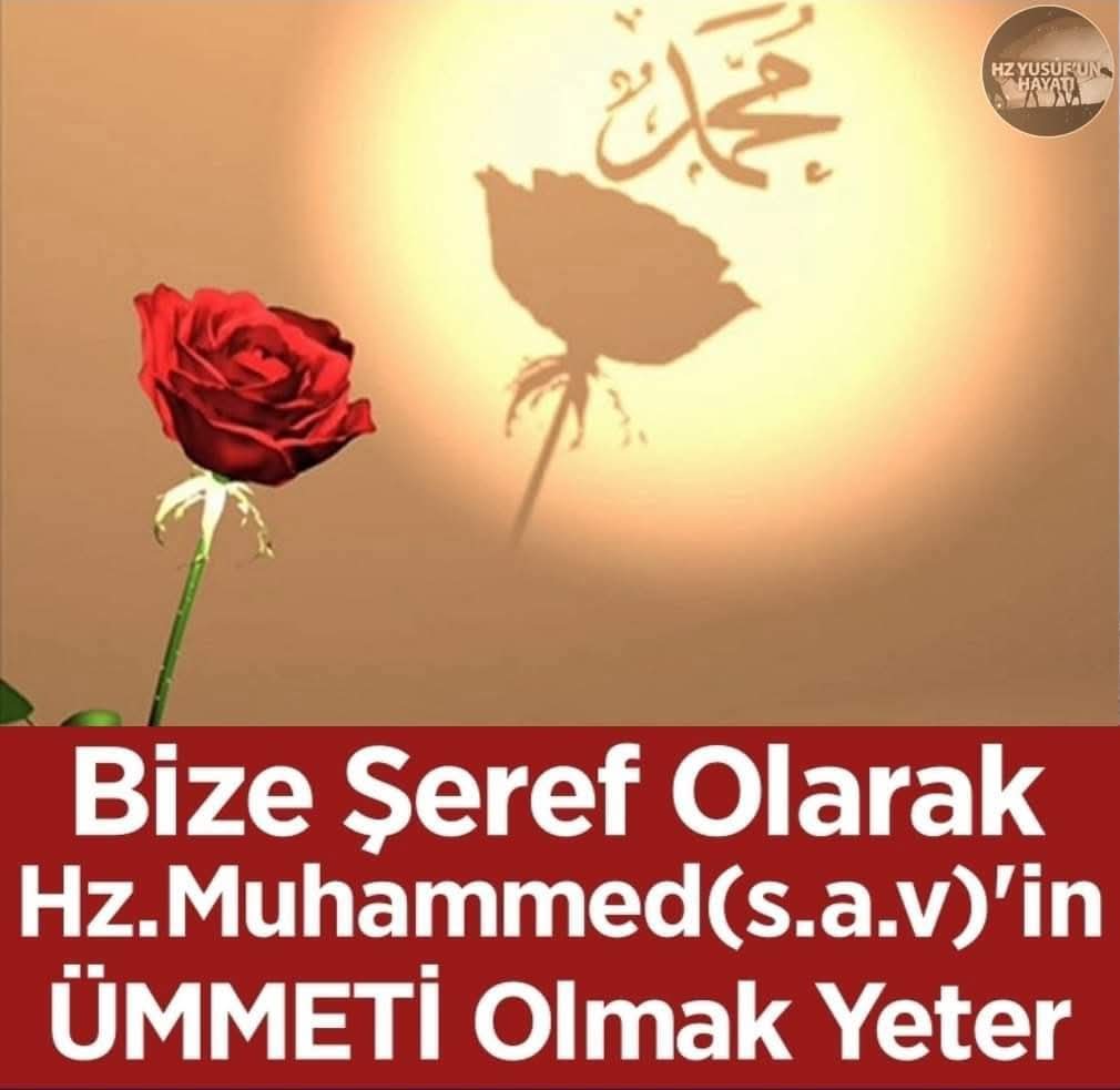 @şeenol Albayrak