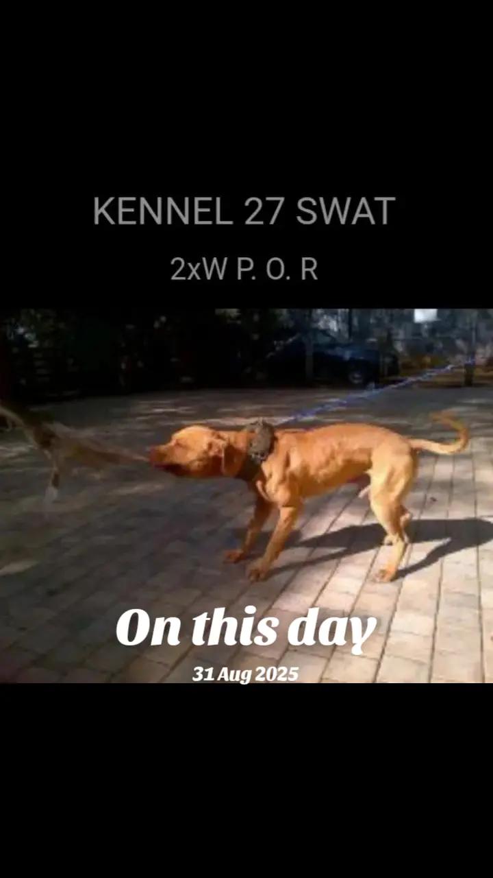 @SAAPBT_GAMEDOGS