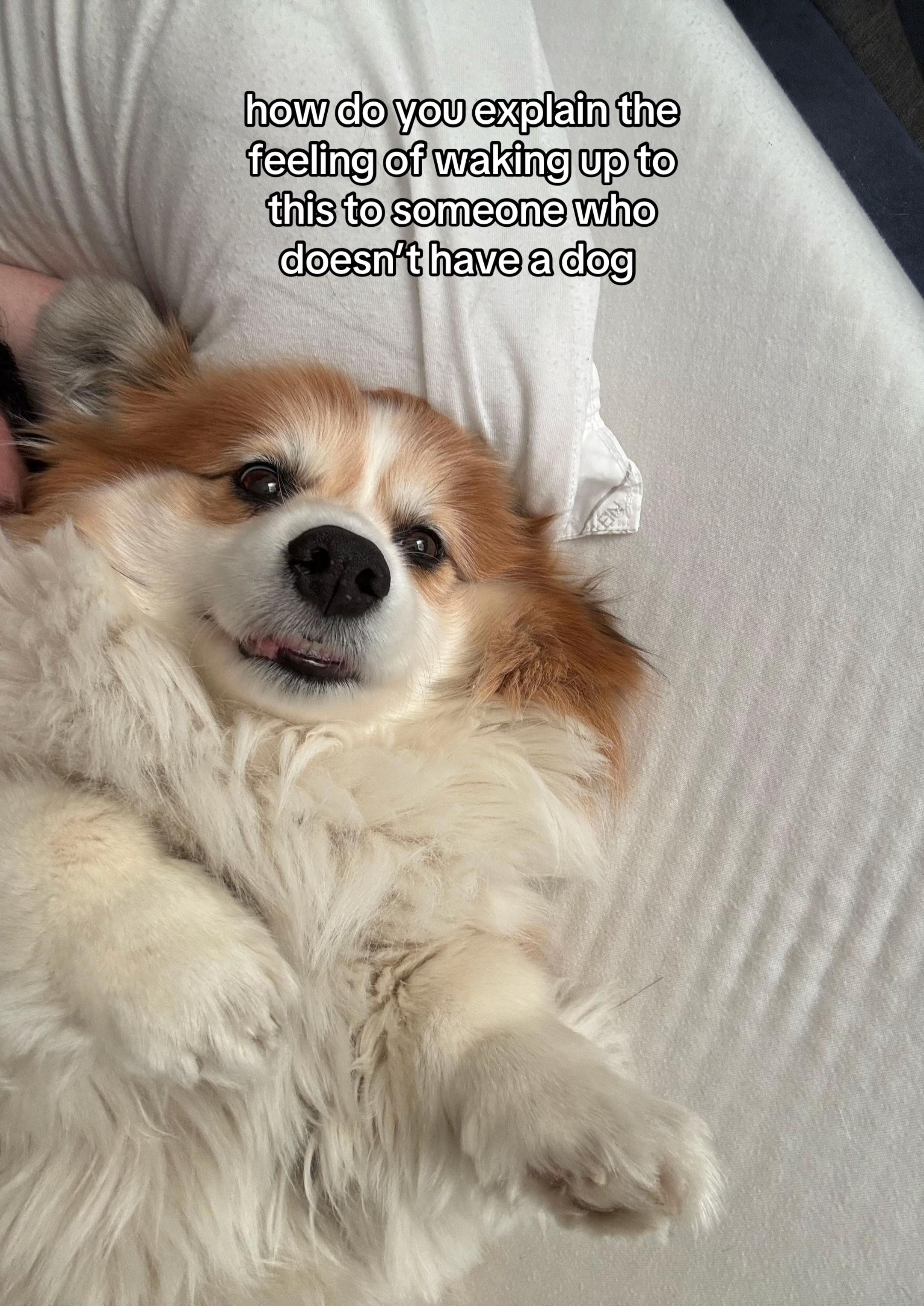 @hudsonthefluffycorgi