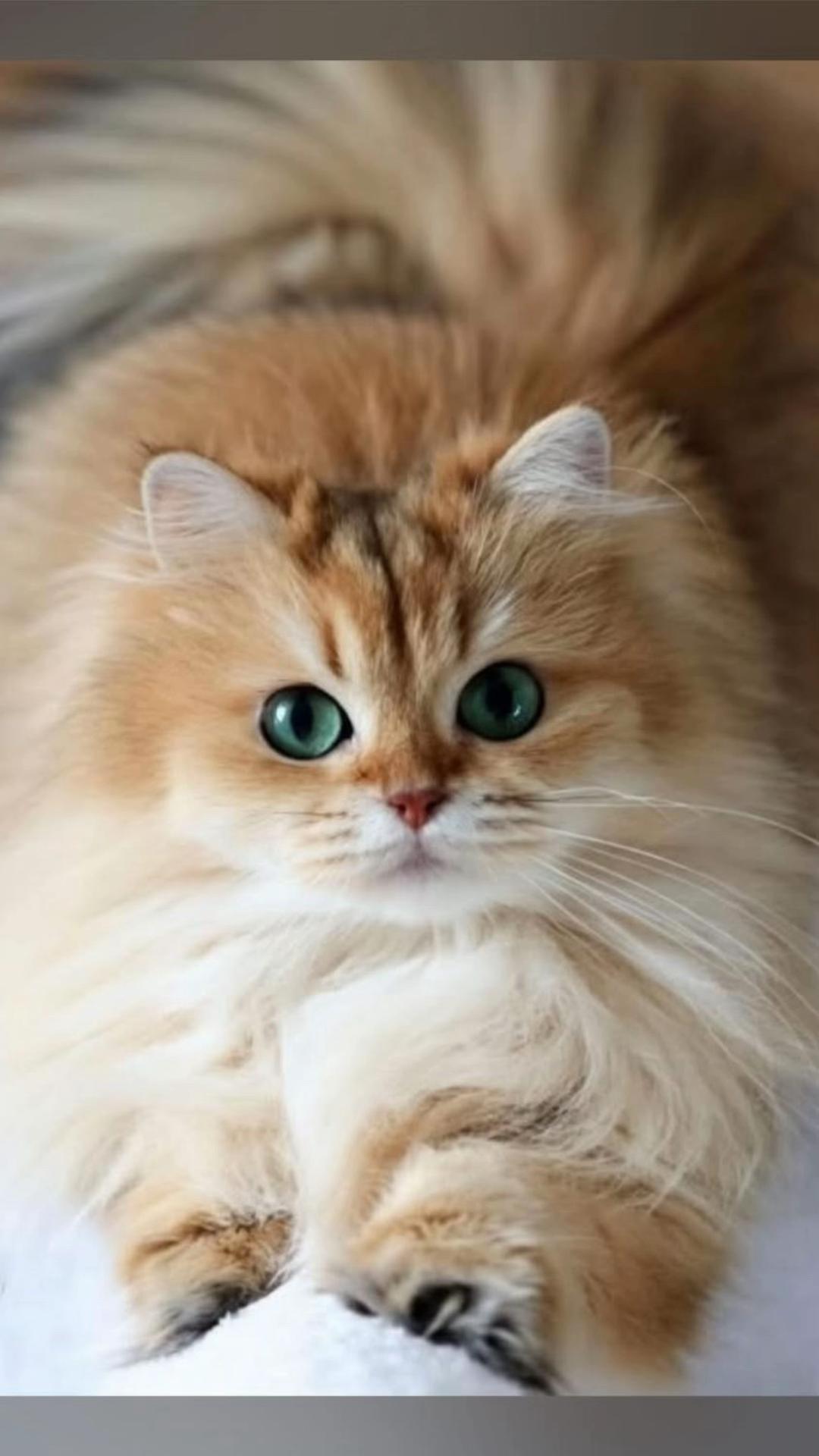@Orion