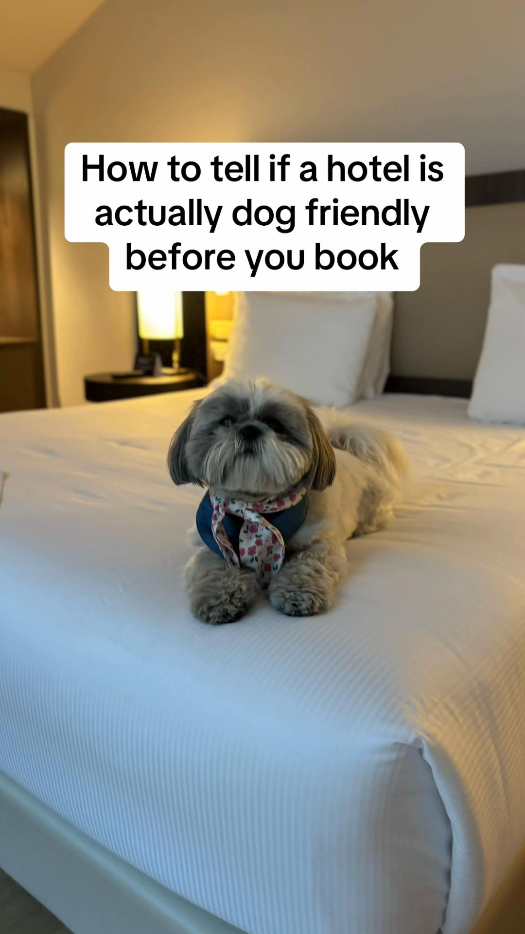 @Daisy | The Dog Travel App