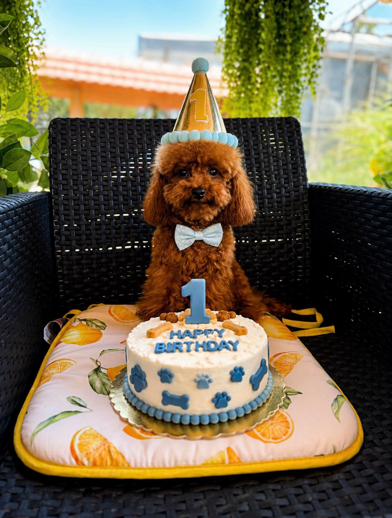 @RED_POODLE_KING