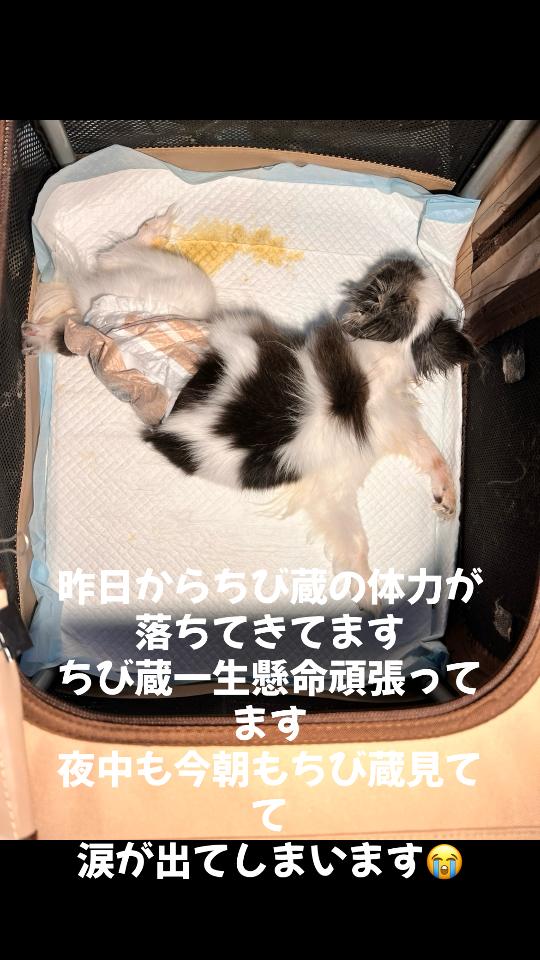 @ビビまるトンチャー