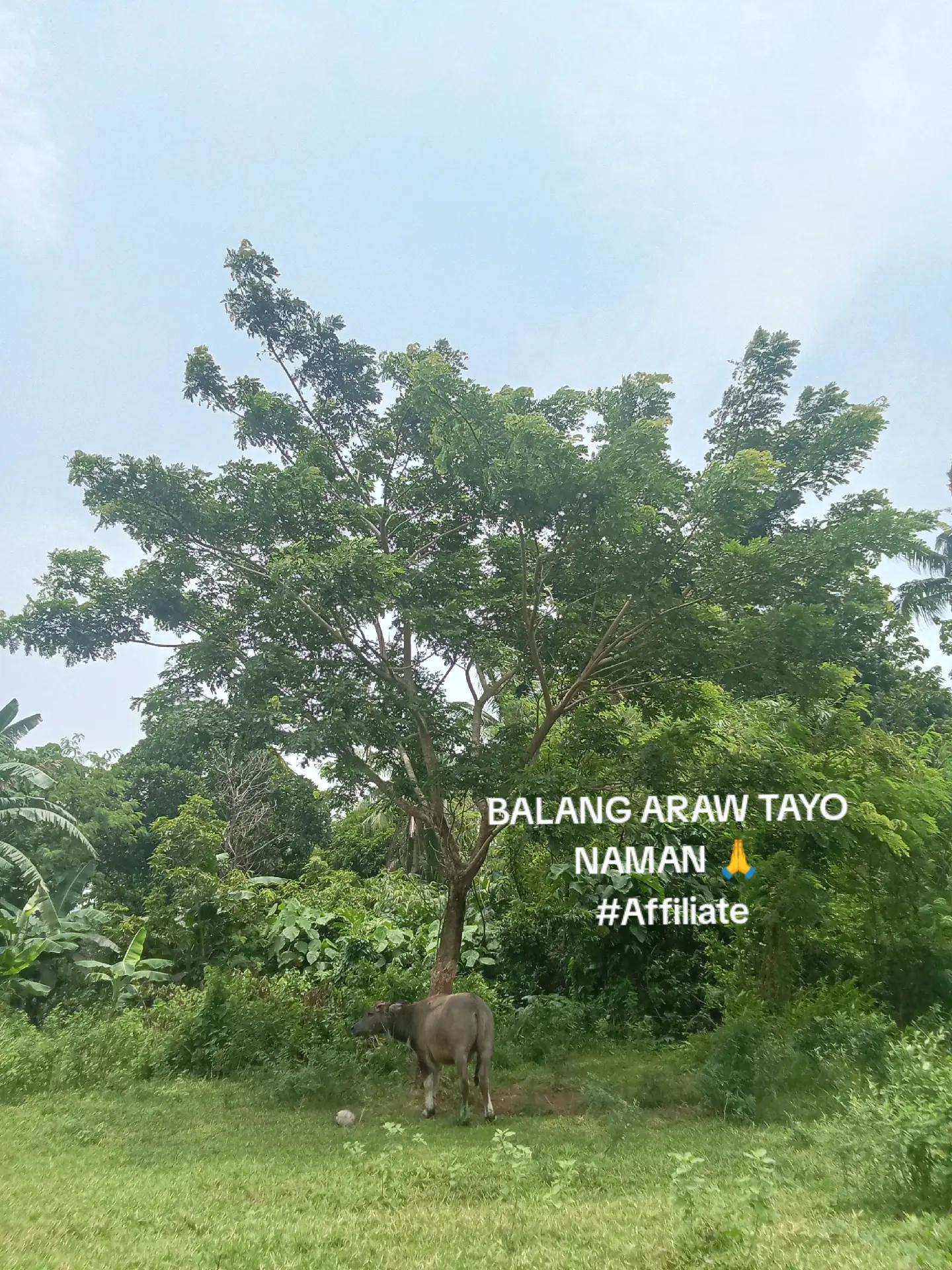 @skyland