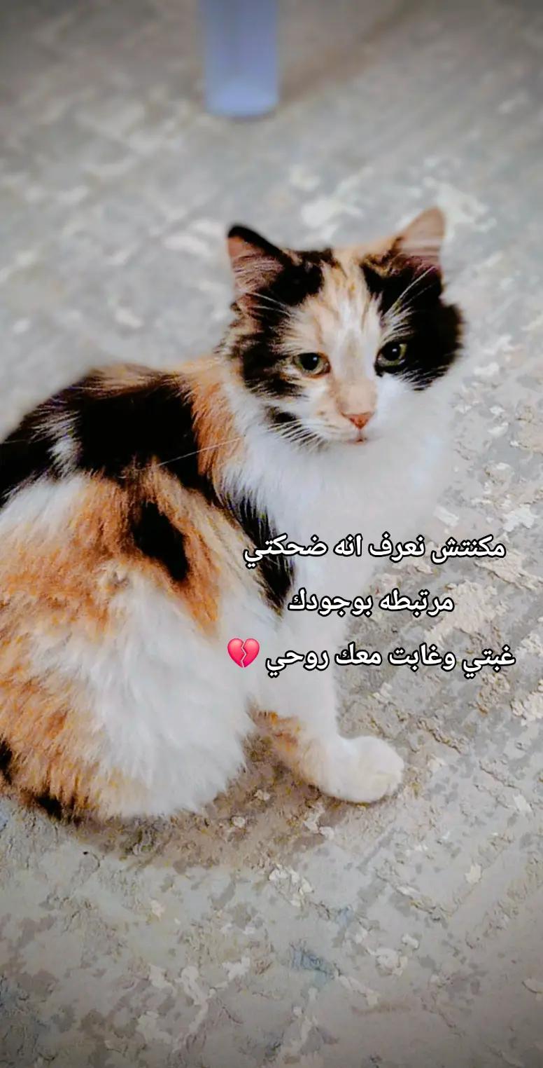 @بيـشــــو الـكرغلـــي👷🏼&zwj;♀️🪞