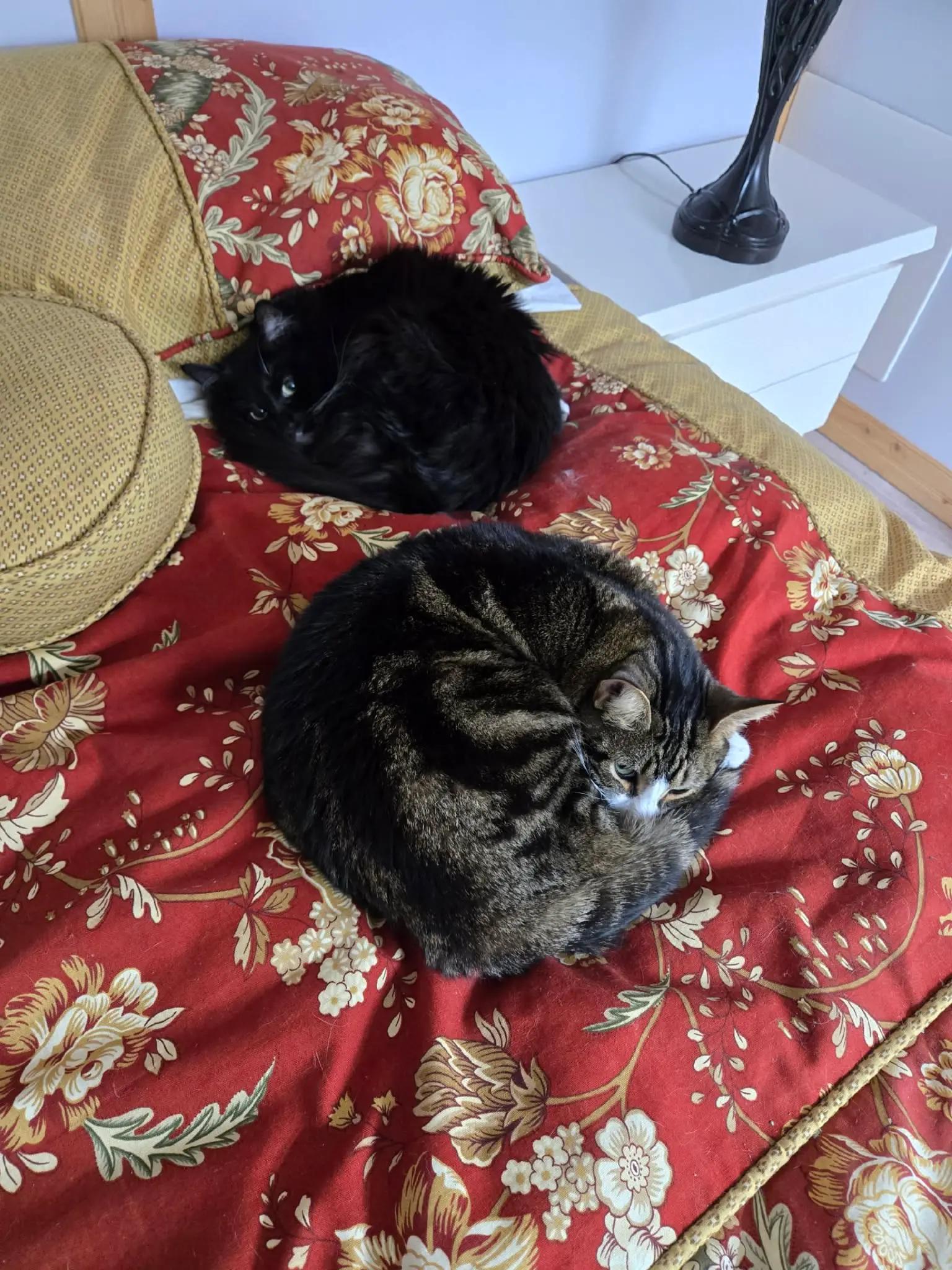 @crazy_catlady🇨🇦
