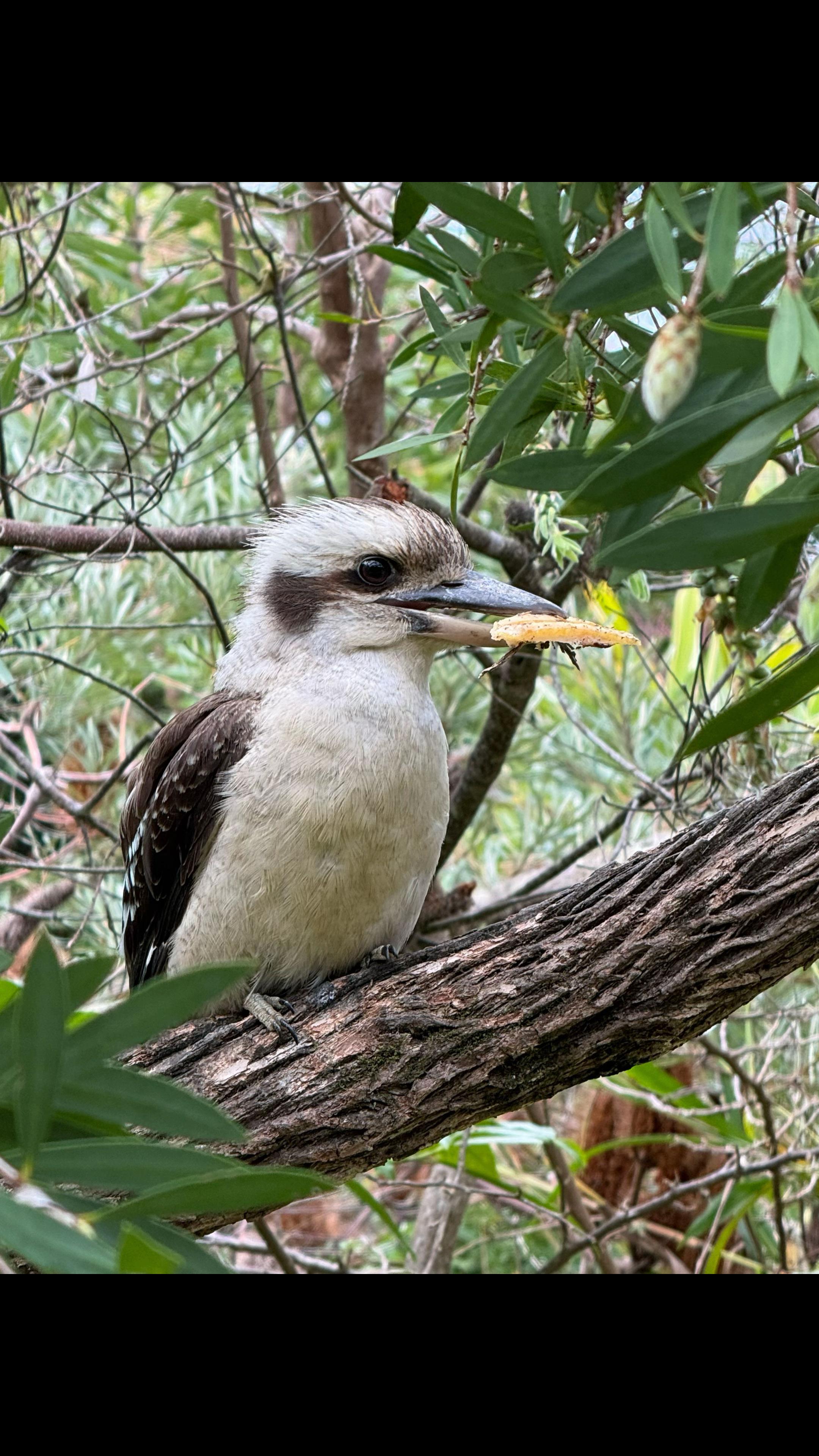 @Kimberley Duck24