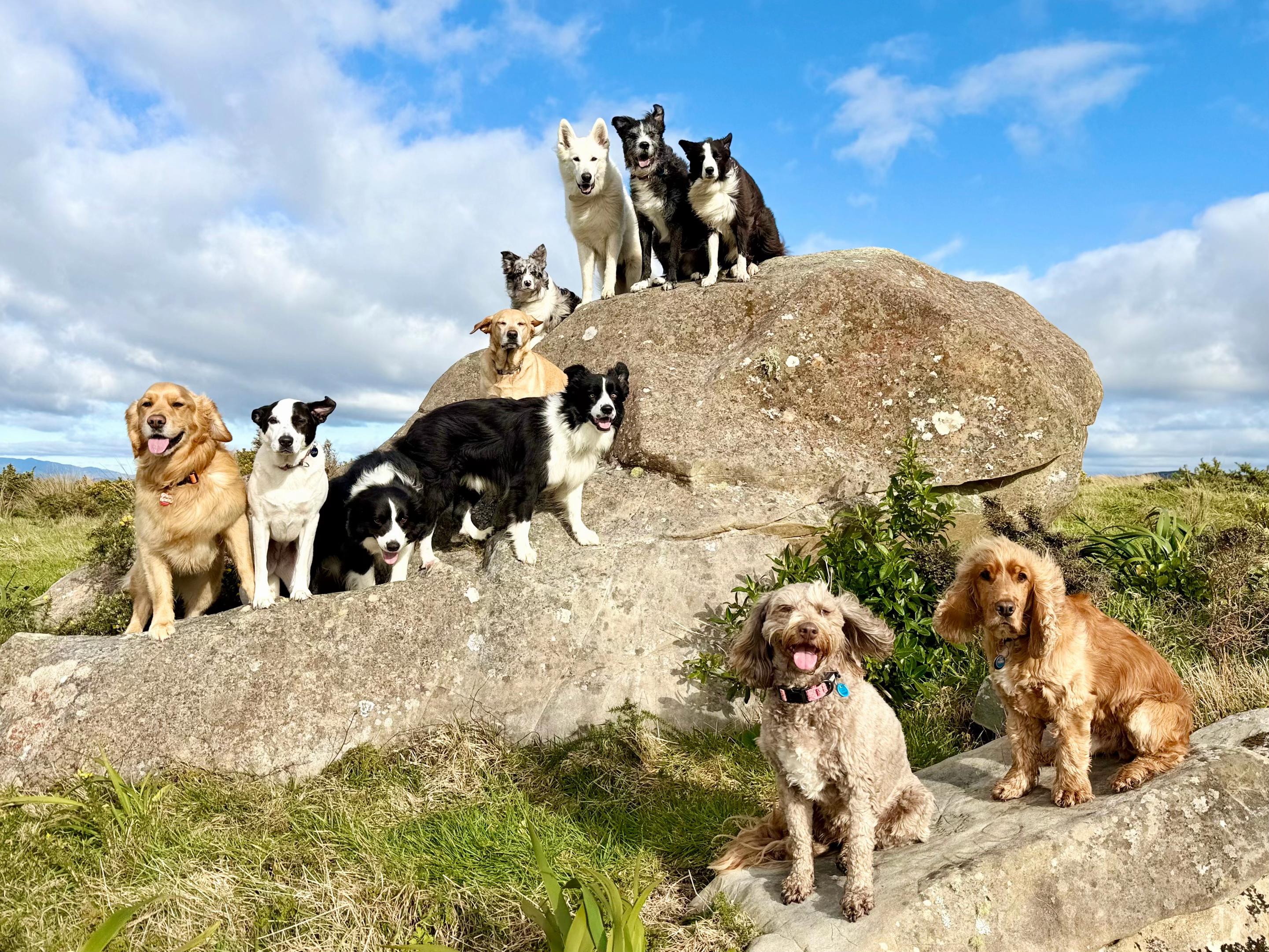 @Beks 🐺 Dog Handler 🇳🇿