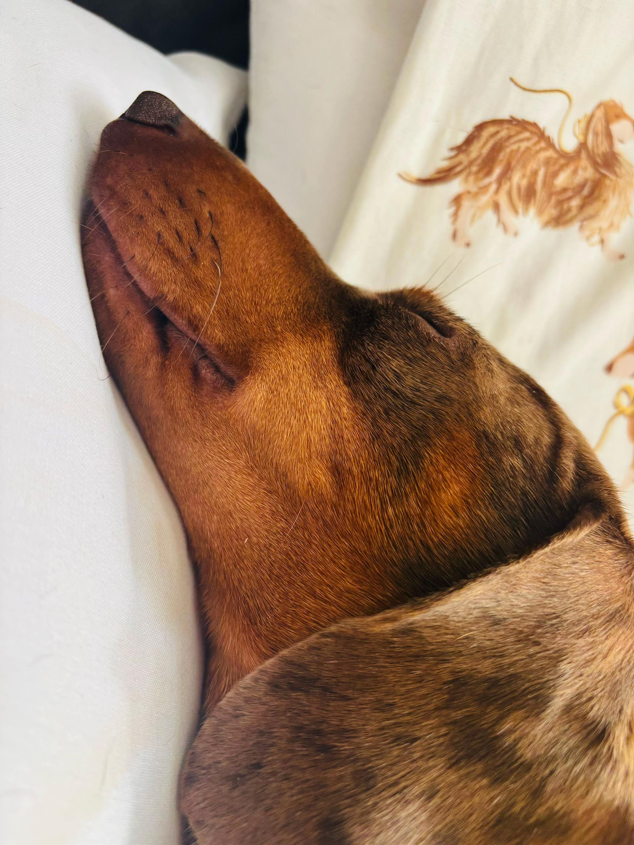 @marleythesausagedog