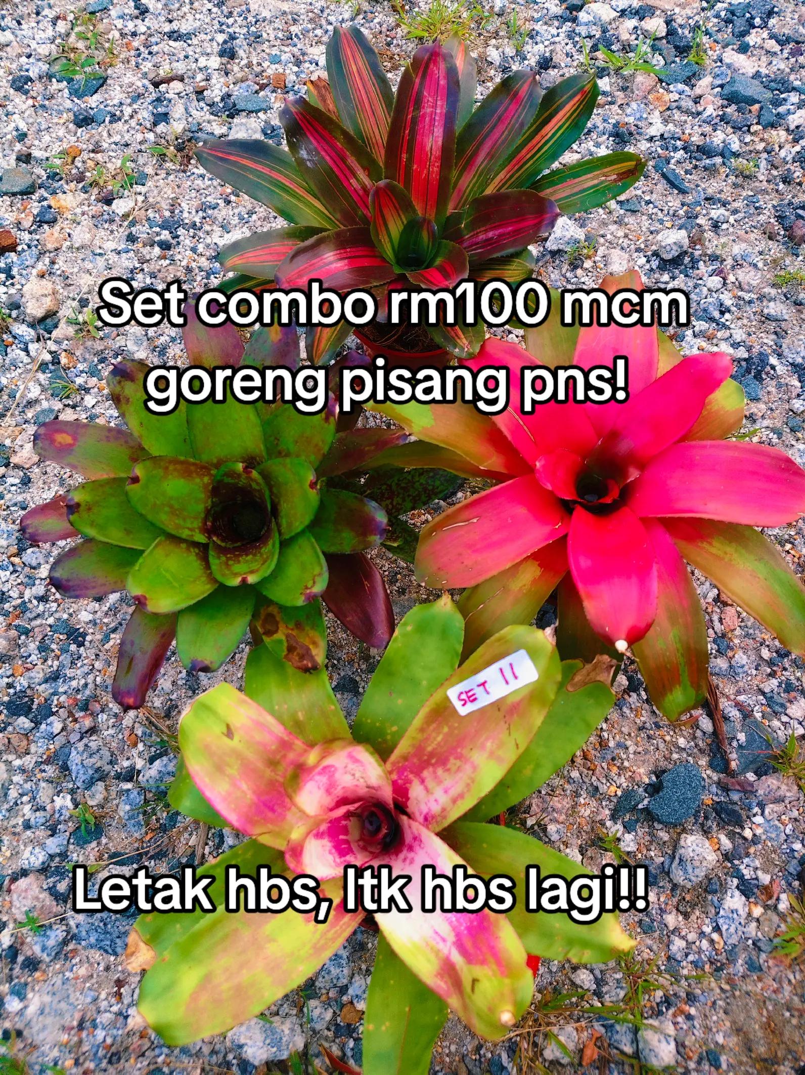 @MEKNA Garden