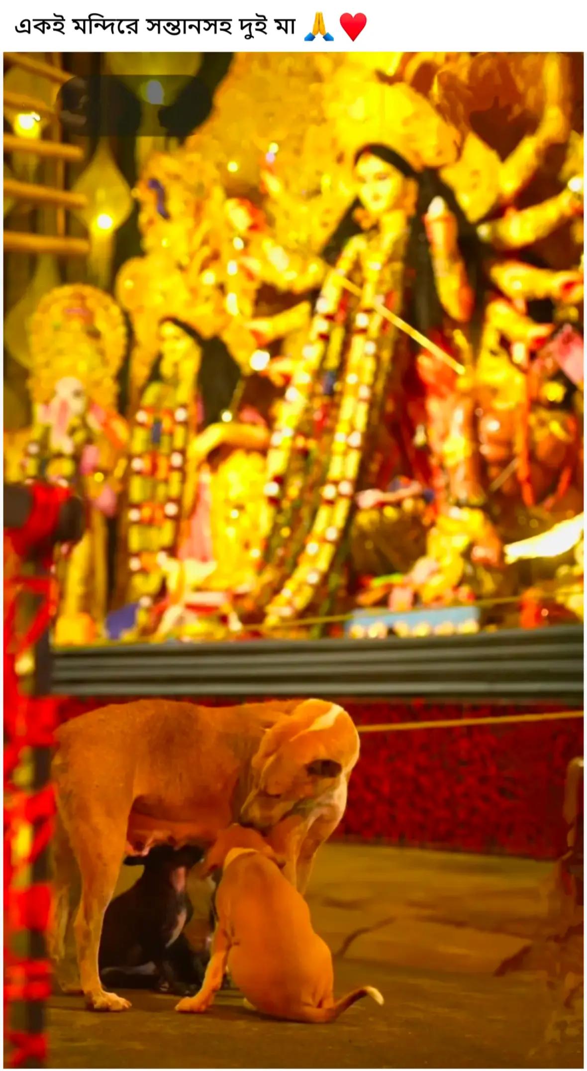@Joy Chandra Das☞13375
