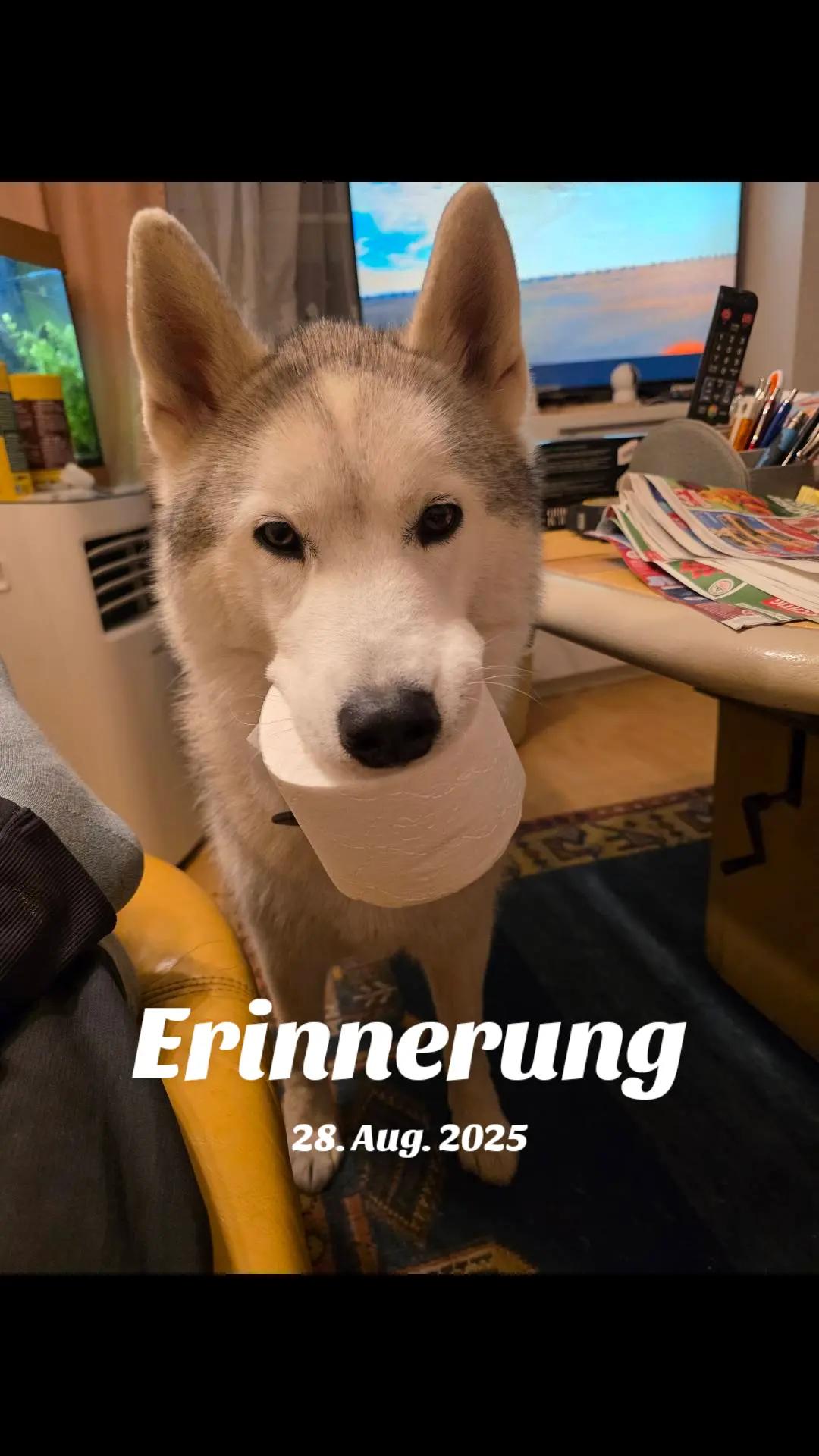 @Husky SkY&AmIgo