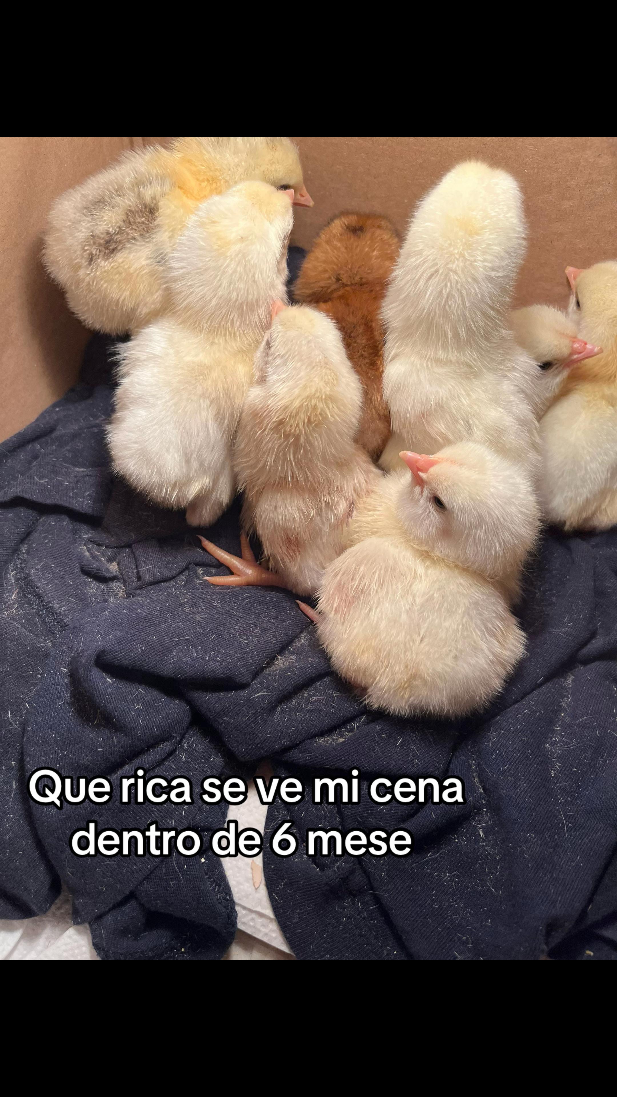 @Donass el ruman boy 🦸🏻♂️