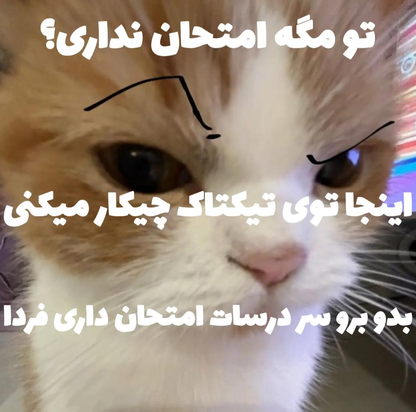 @𝑫𝒐𝒌𝒉𝒕𝒂𝒓 𝑰𝒓𝒂𝒏𝒂𝒎👑
