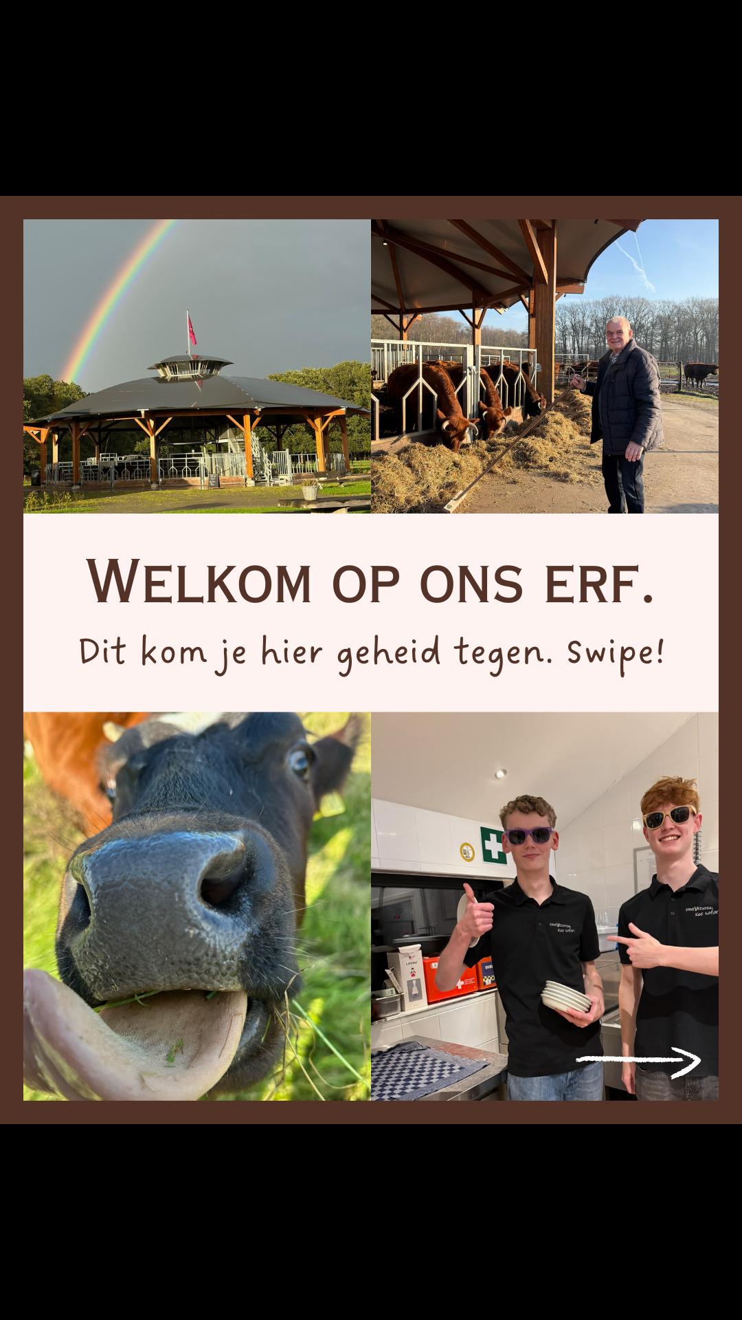 @Erve Vechtdal Koe Safari