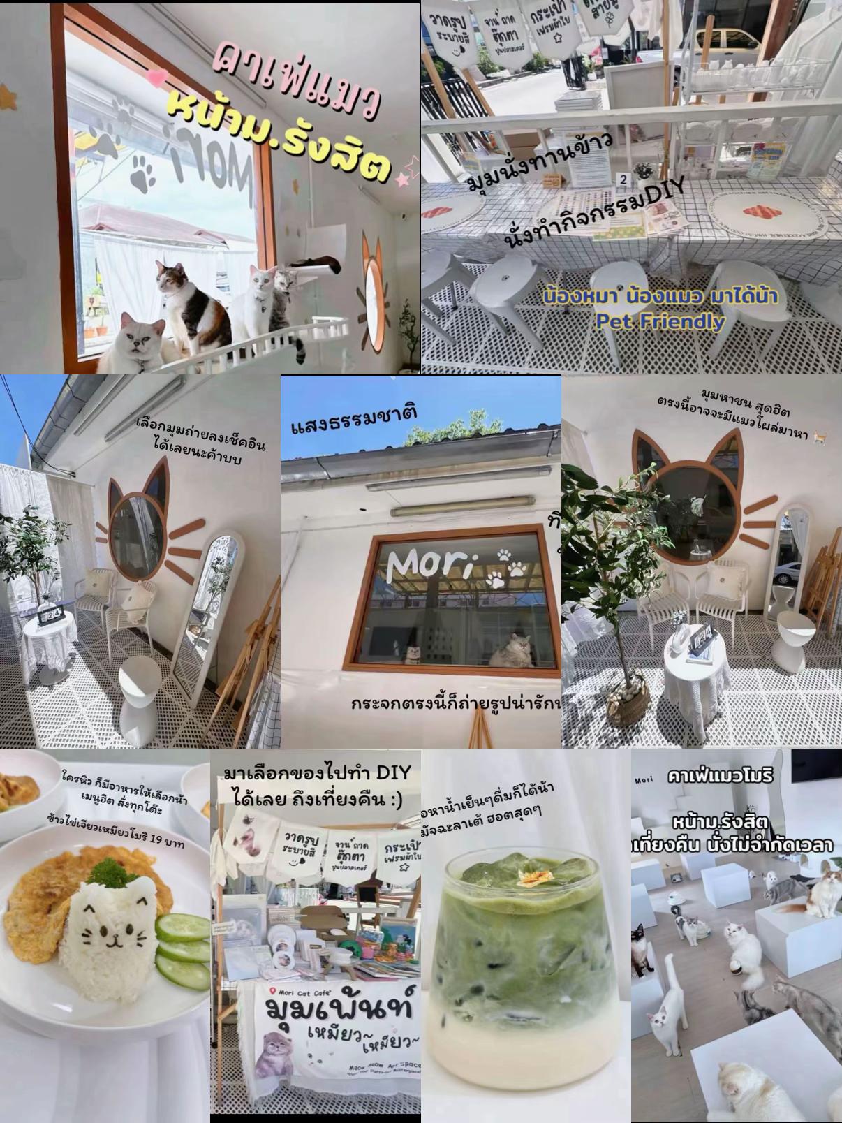 @คาเฟ่แมวโมริ Mori cat cafe'