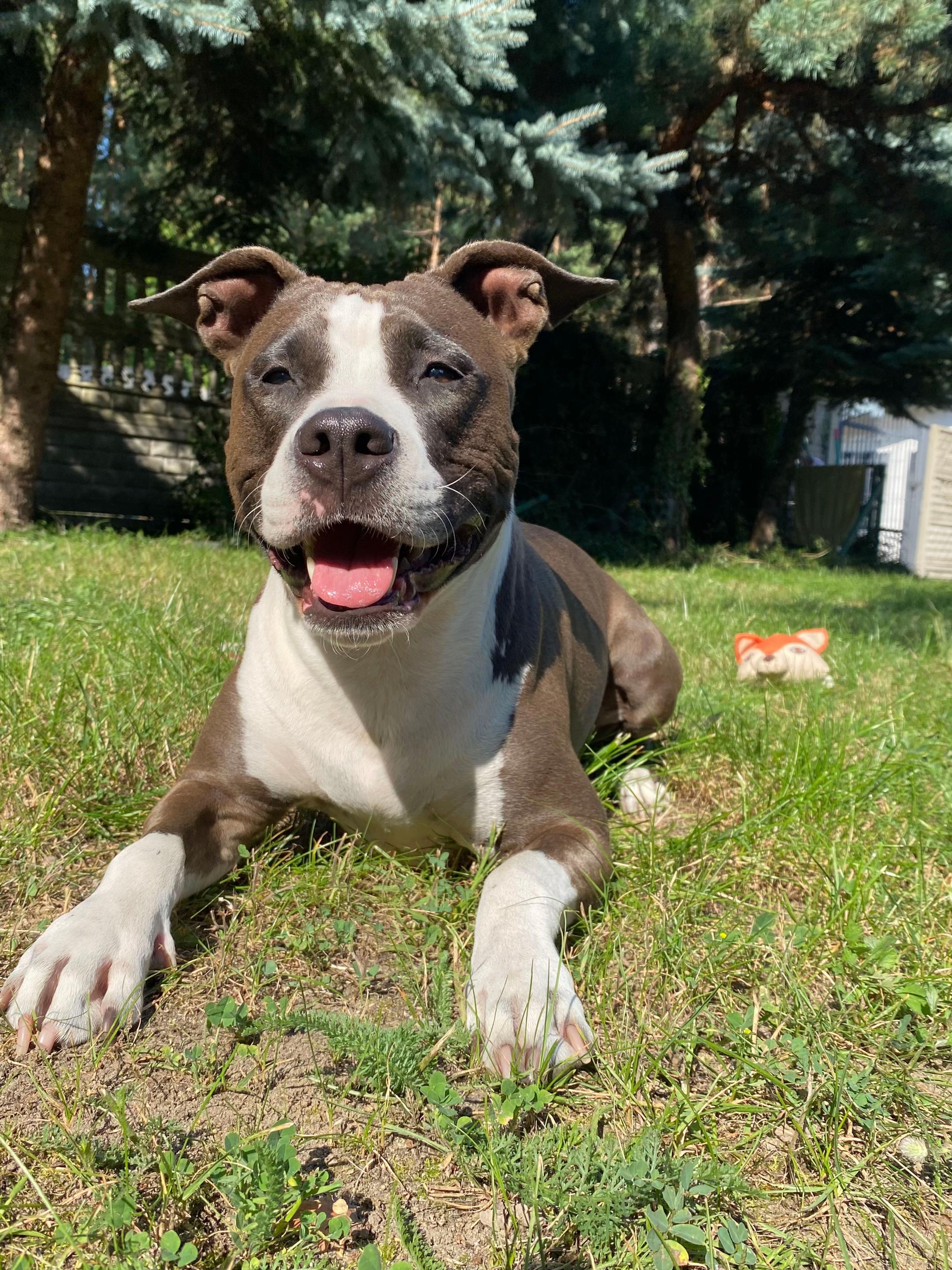 @happy_petsitterka