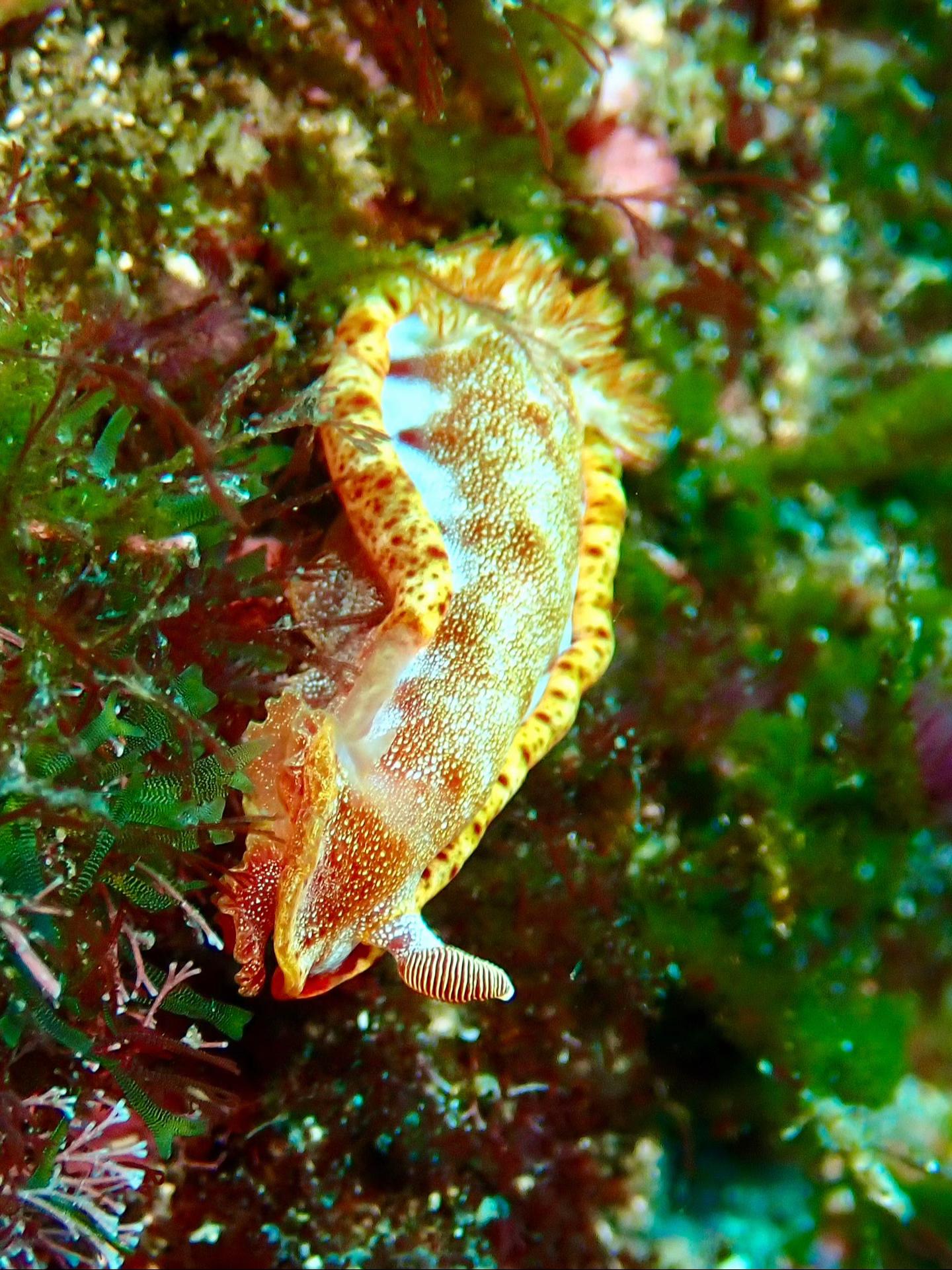 @Komodo
