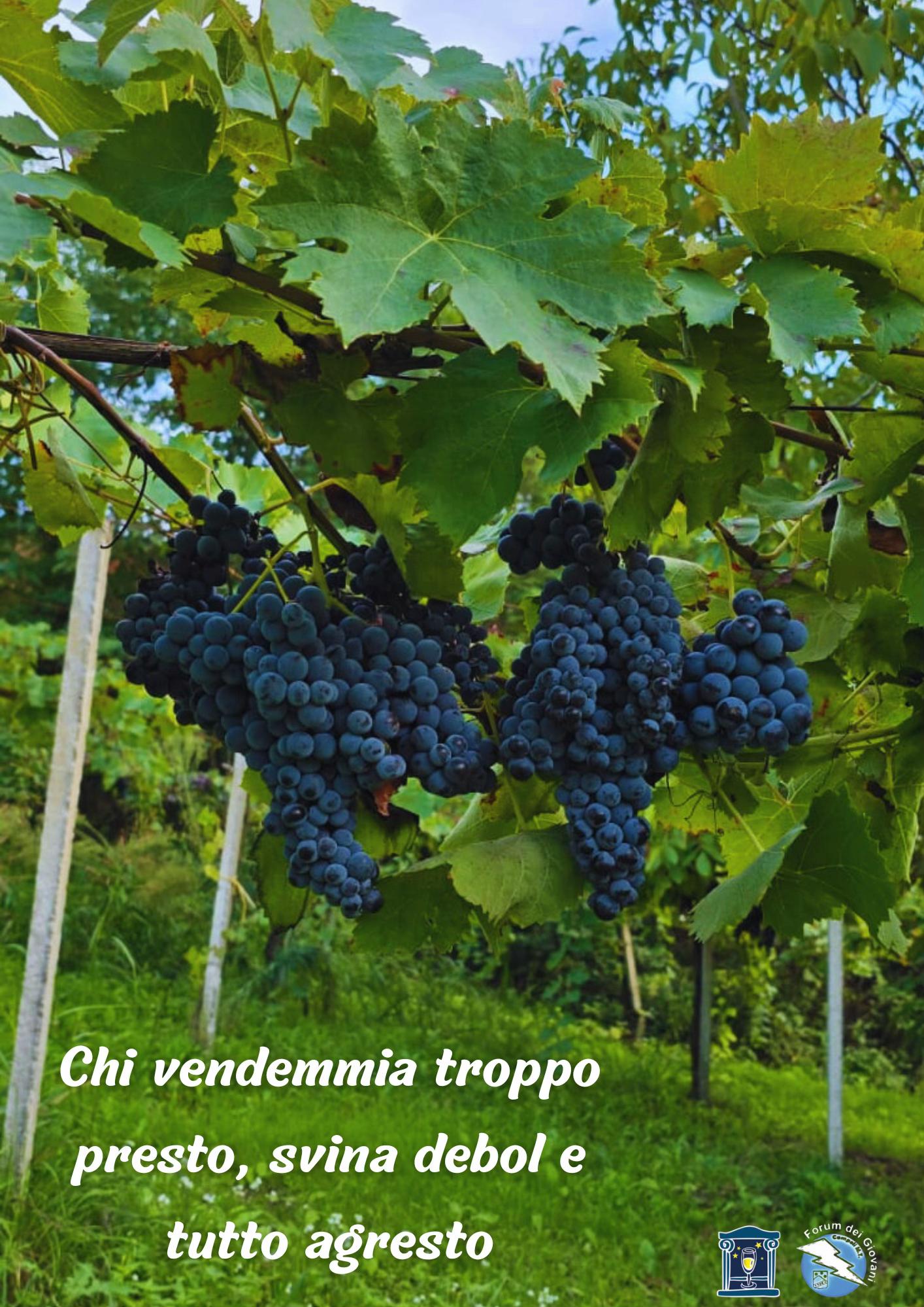 @Calici Di Stelle✨🍇🍷