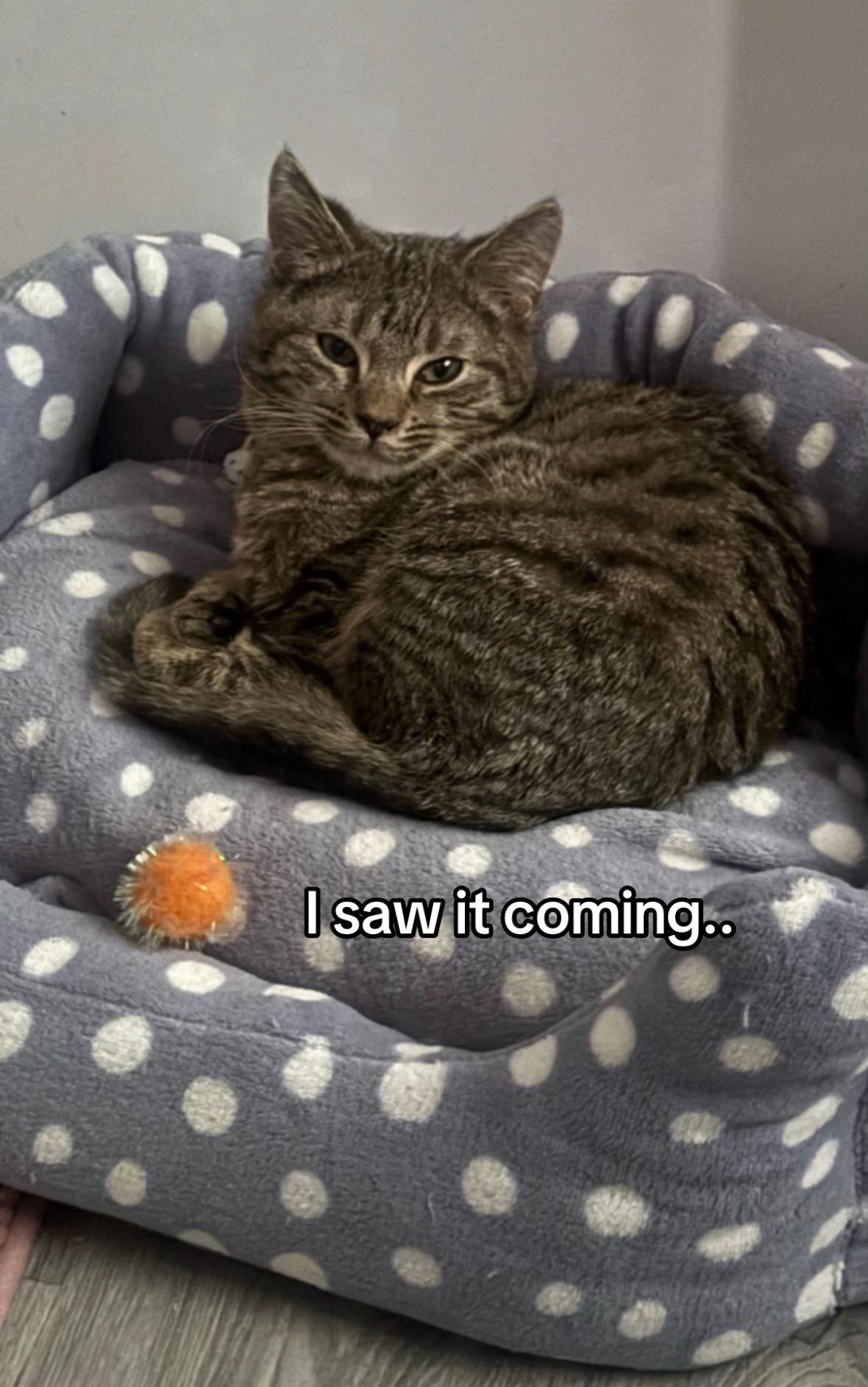 @😺Timothythecat0😺