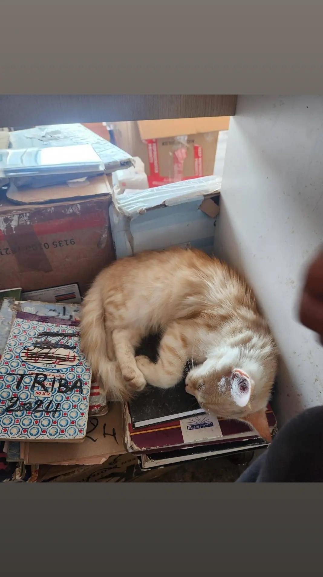 @White cat