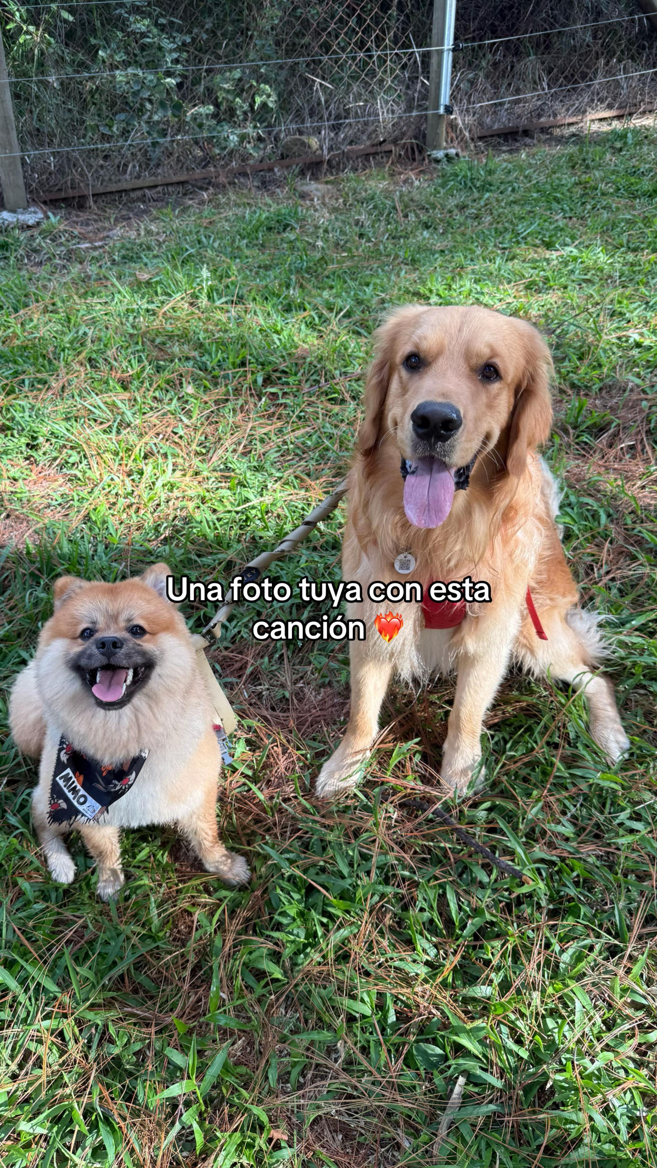 @Soy Milo 🐶