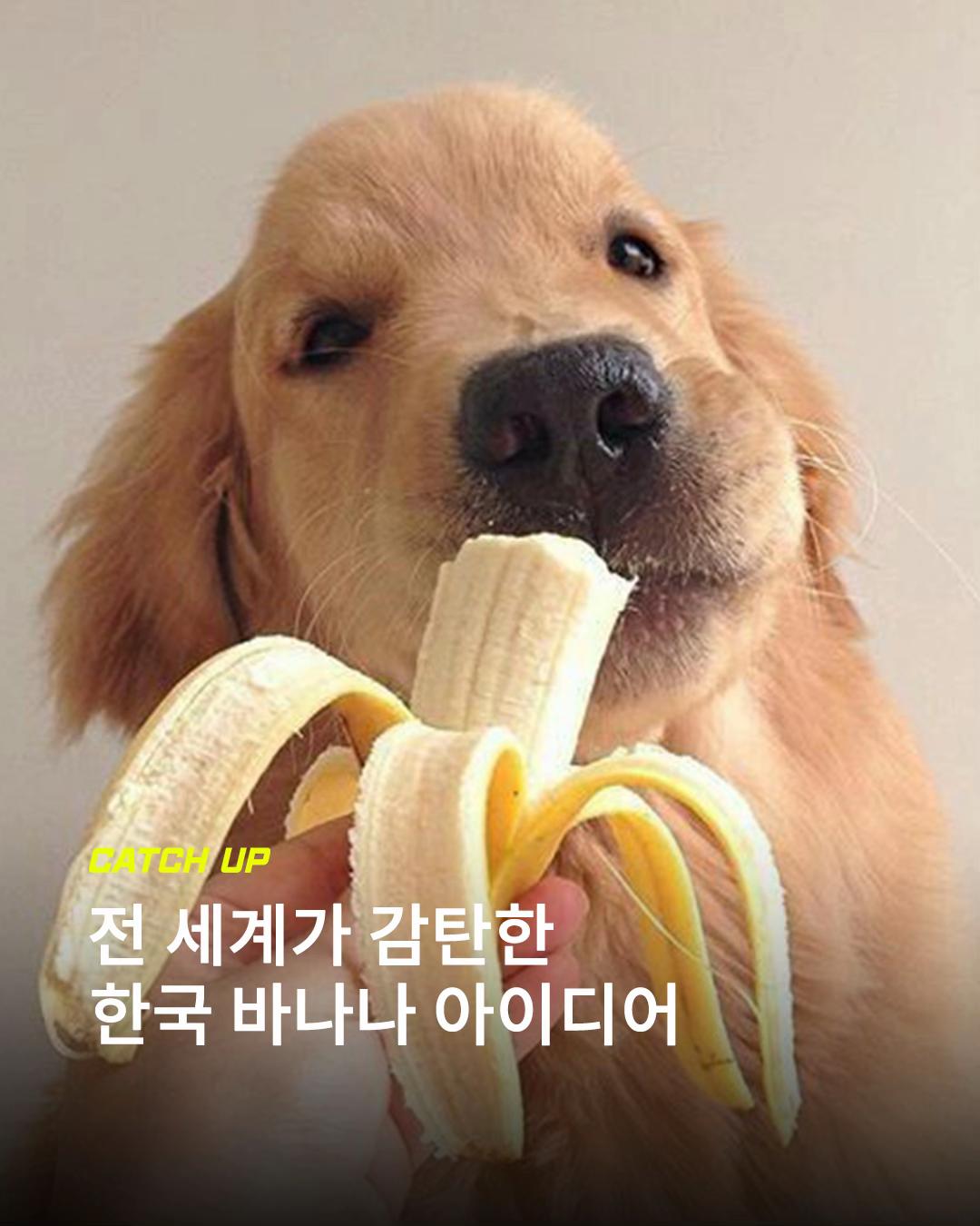 @이슈&트렌드 | 케찹