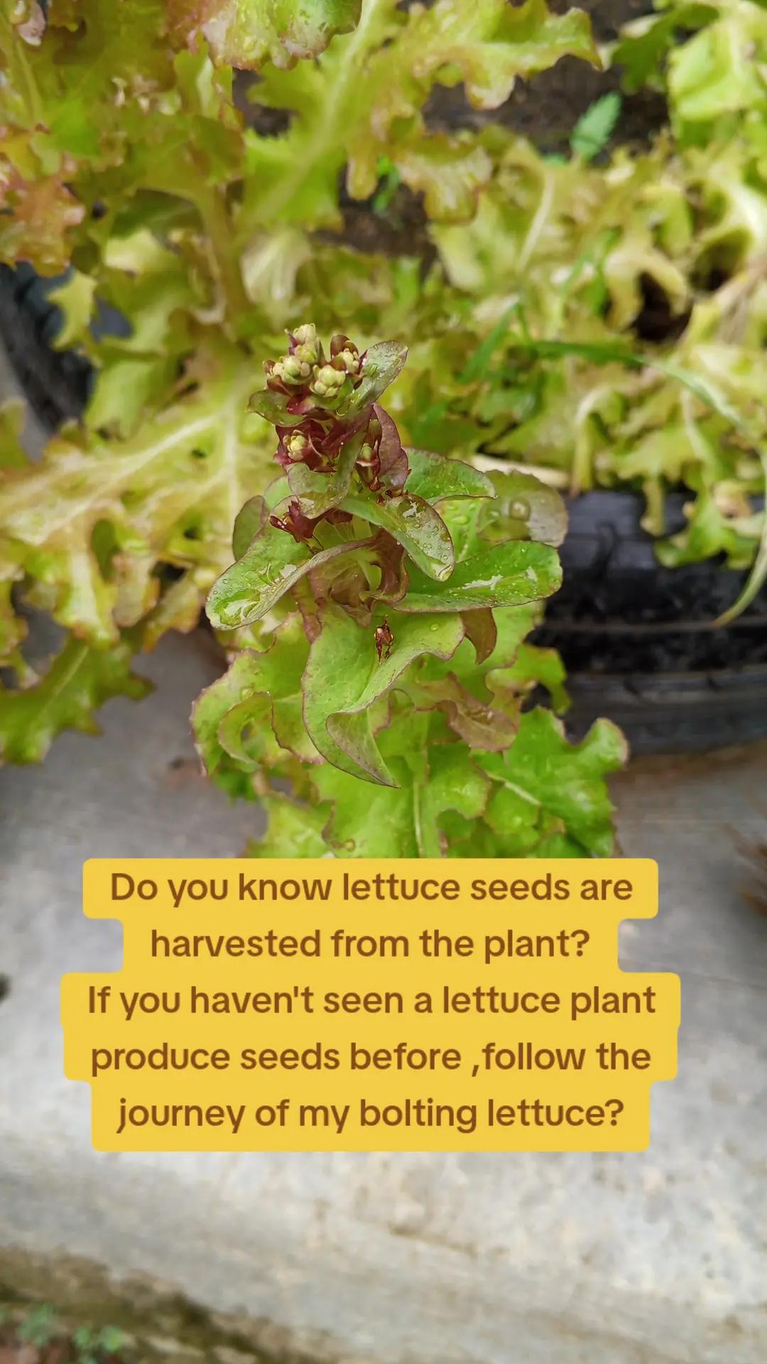 @The GenZ Gardener