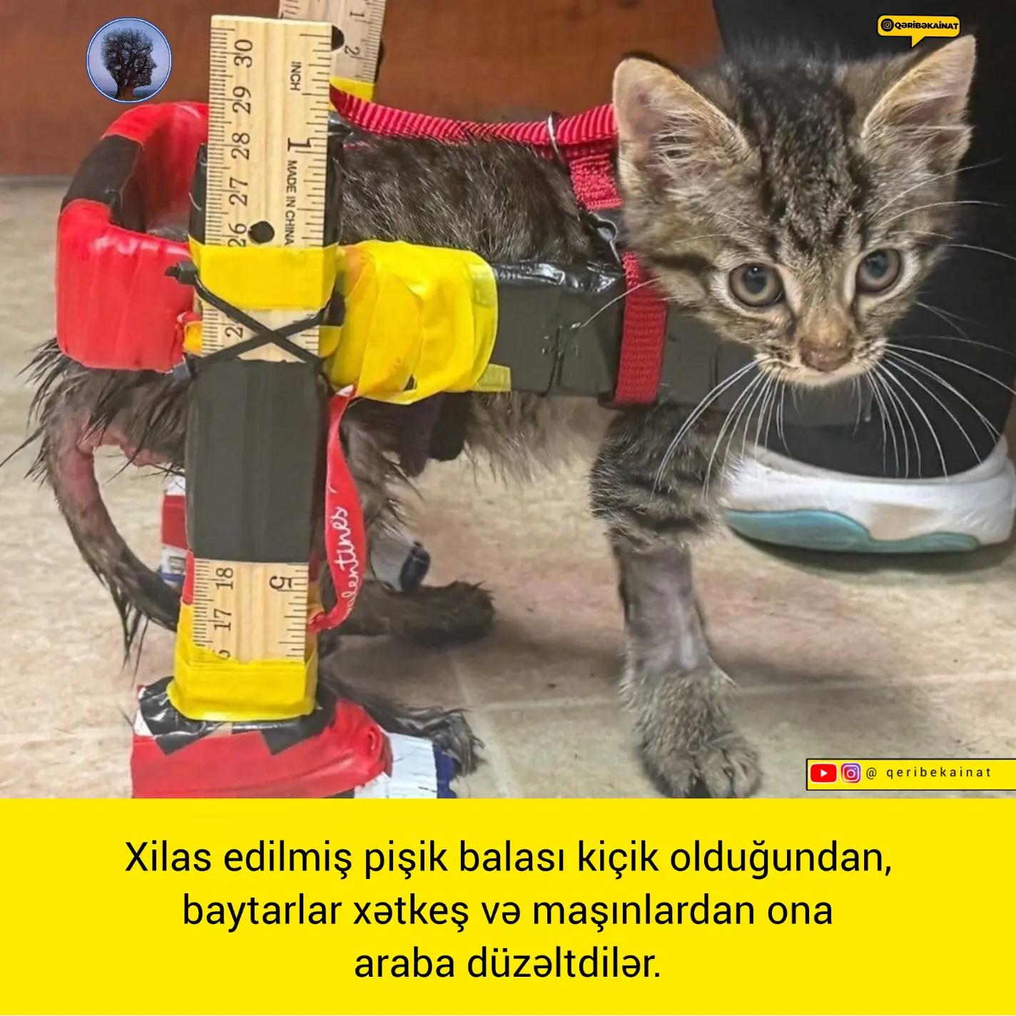 @qeribekainat