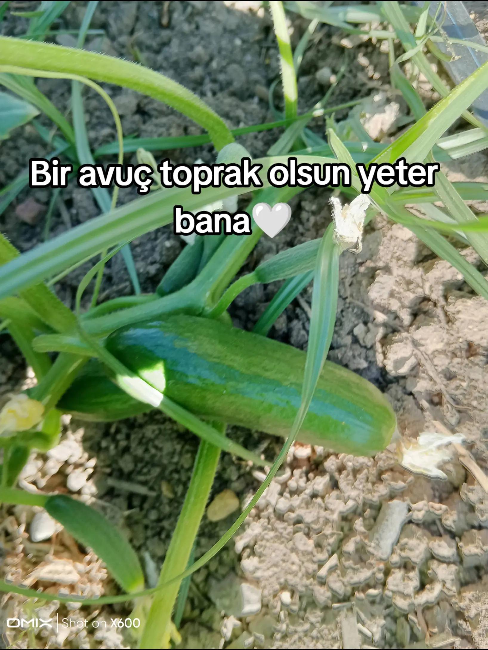 @Papatyanınkalbi